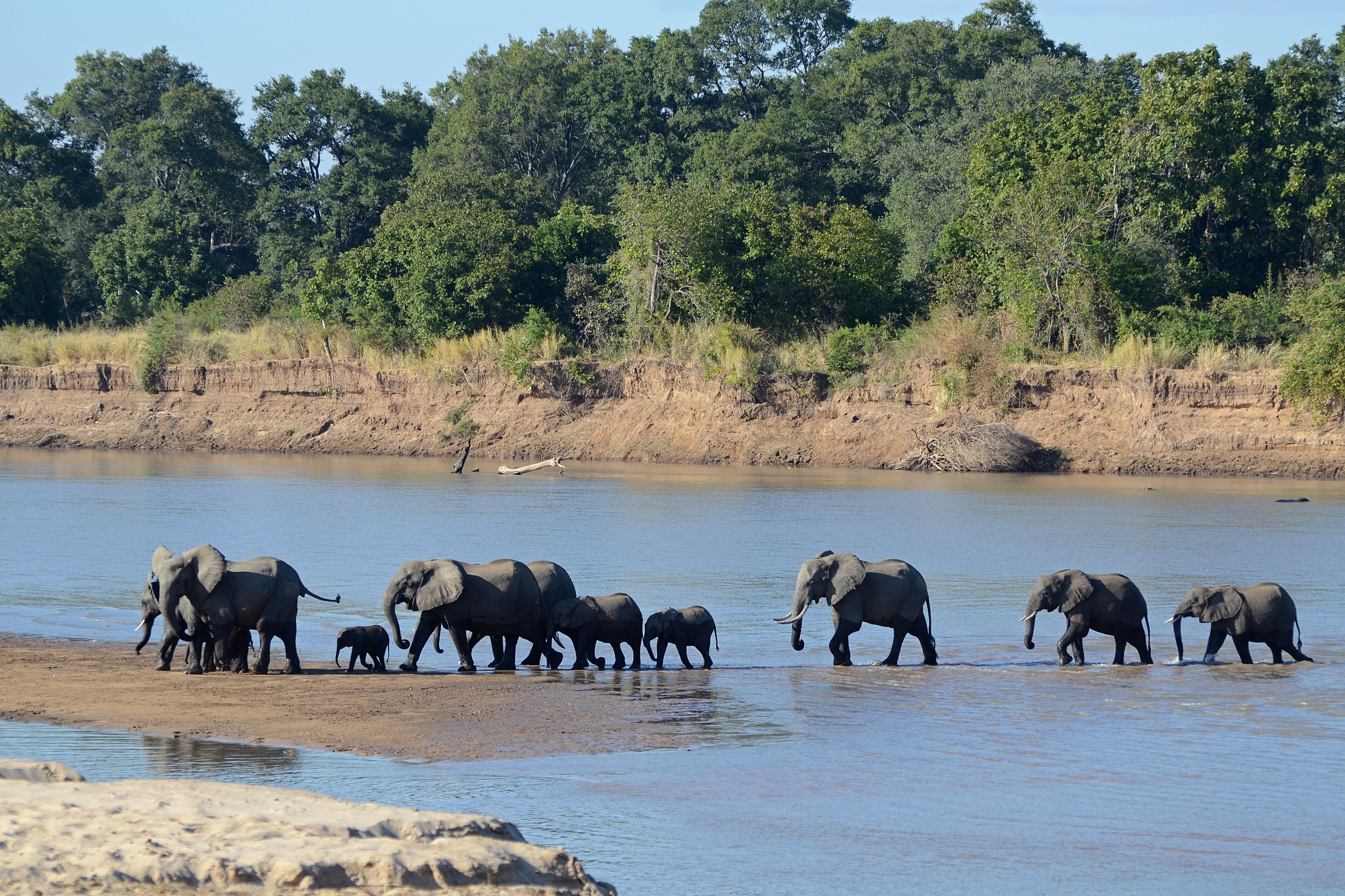 Elephantidae: Loxodonta africana. South Luangwa National Park, Zambia