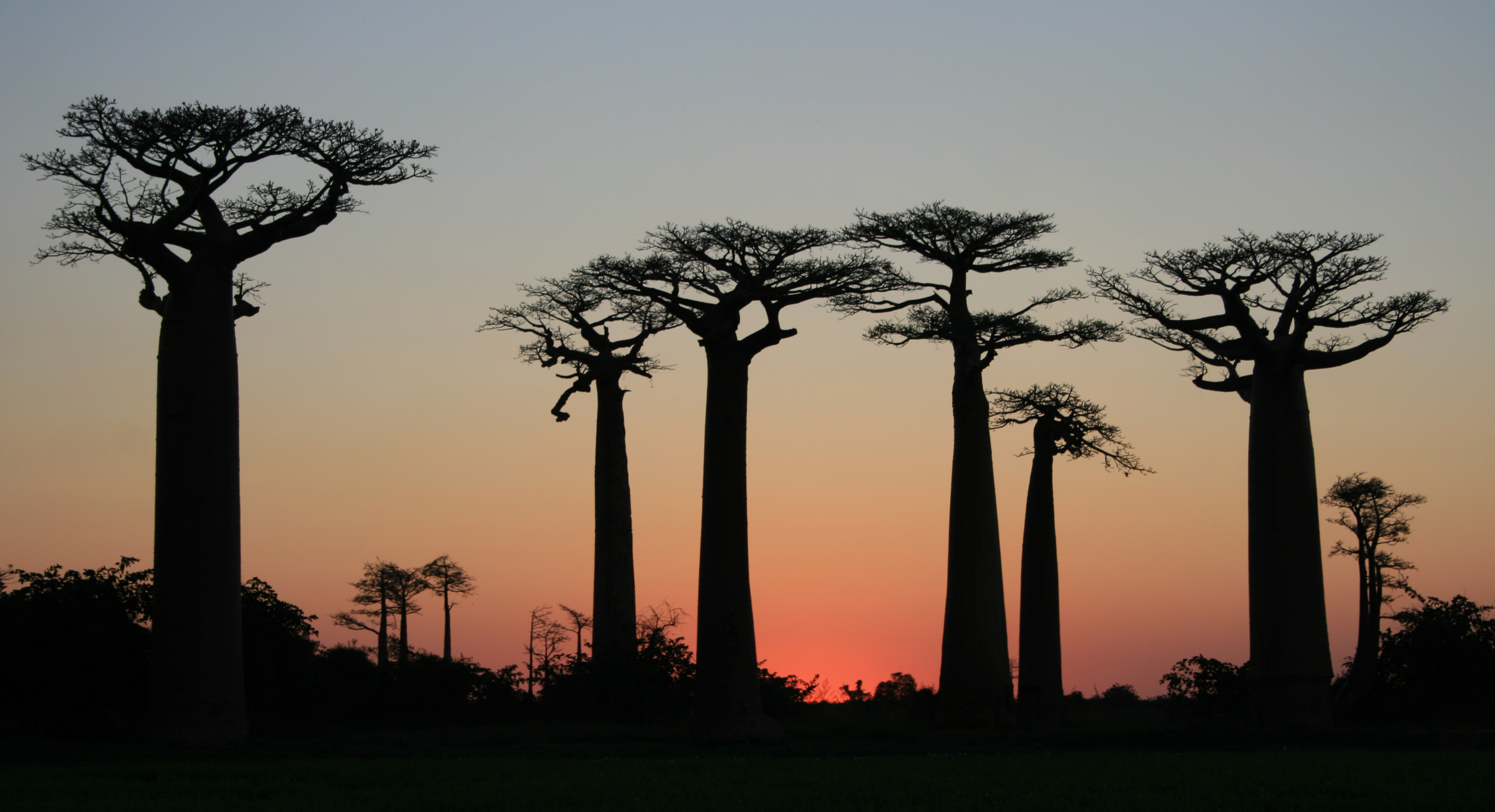 After Sunset on Avenue of the Baobabs, Morondava, Madagascar