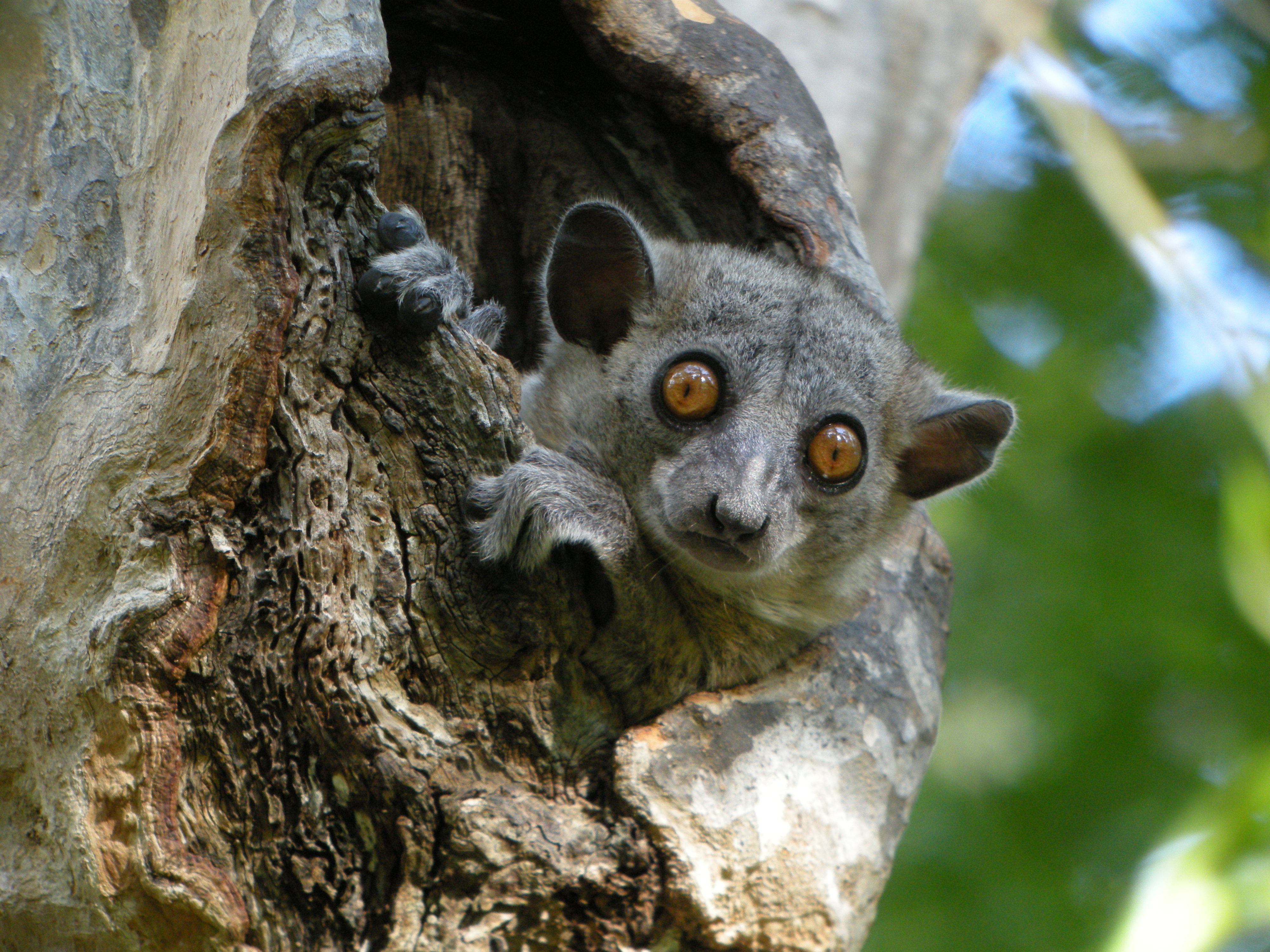 Red-tailed Sportive Lemur, Kirindy, Madagascar
At night, these lemurs travel short distances from their daytime resting holes to forage sedately in the forest canopy. The resting metabolic rates of sportive lemurs are among the lowest of a mammal recorded so far. This may be an adaptation to their low-energy leaf diet. 

Swarowski 80 HD 30 X, Coolpix P5100 (Adapter DCB)