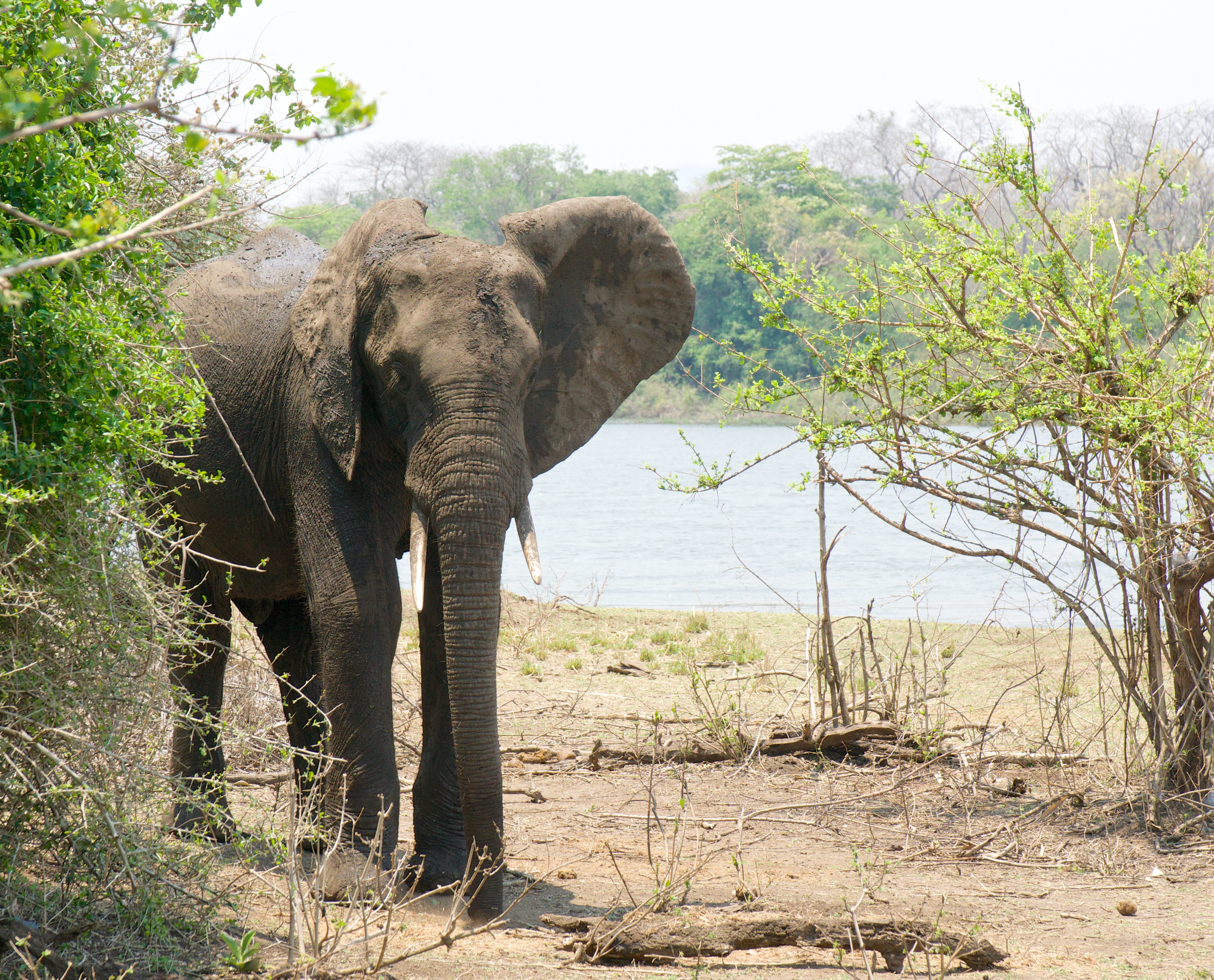 Elephant at Majete wildlife reserve