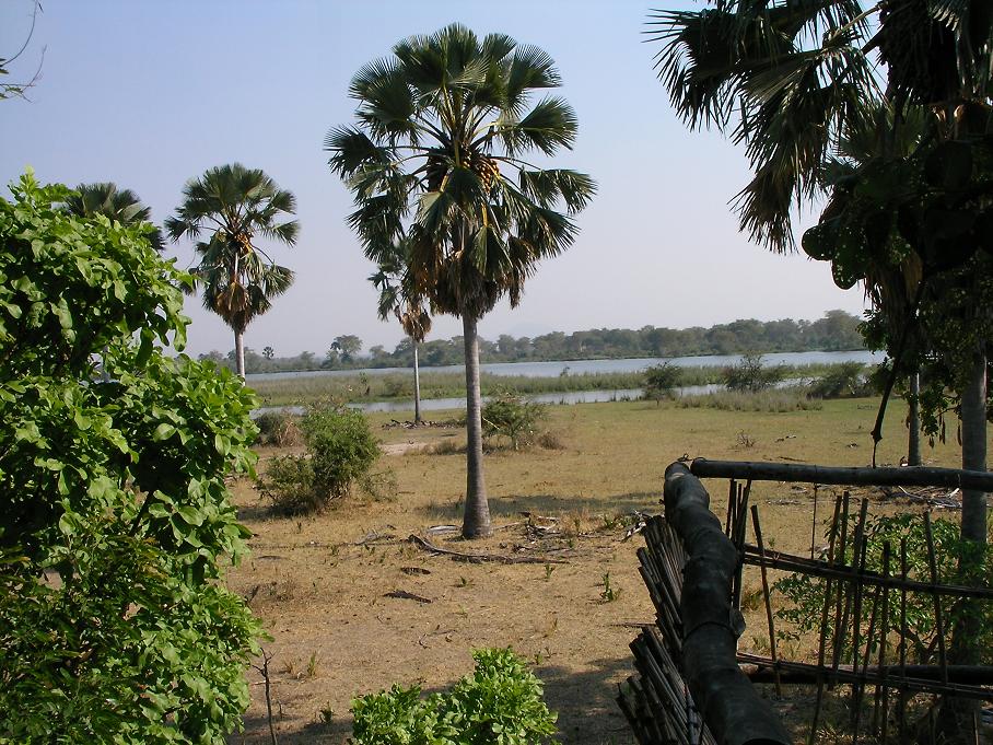 View from a "treehouse" (elevated platform in a tree) of the Shire River, which constitutes the western border of Liwonde National Park, Malawi.