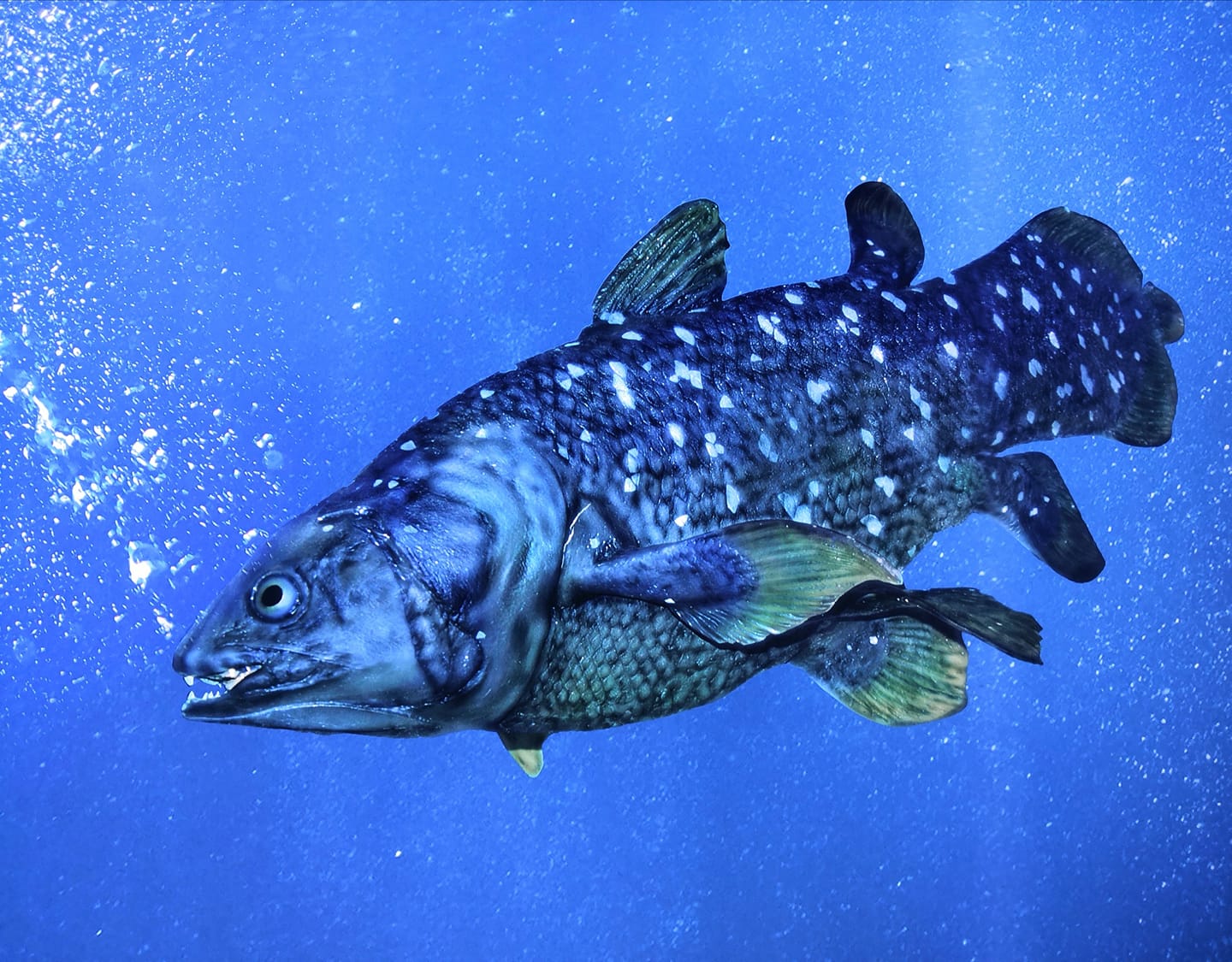 Comoran Coelacanth (Latimeria chalumnae) at the Comoros Pavilion at Expo 2020 Dubai