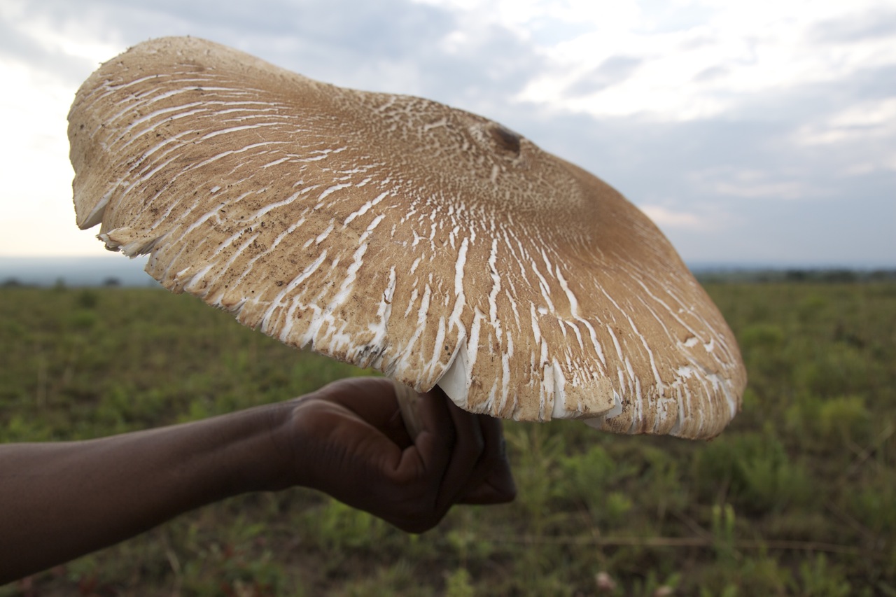 A Termitomyces titanicus found in a village outside Upemba National Park.