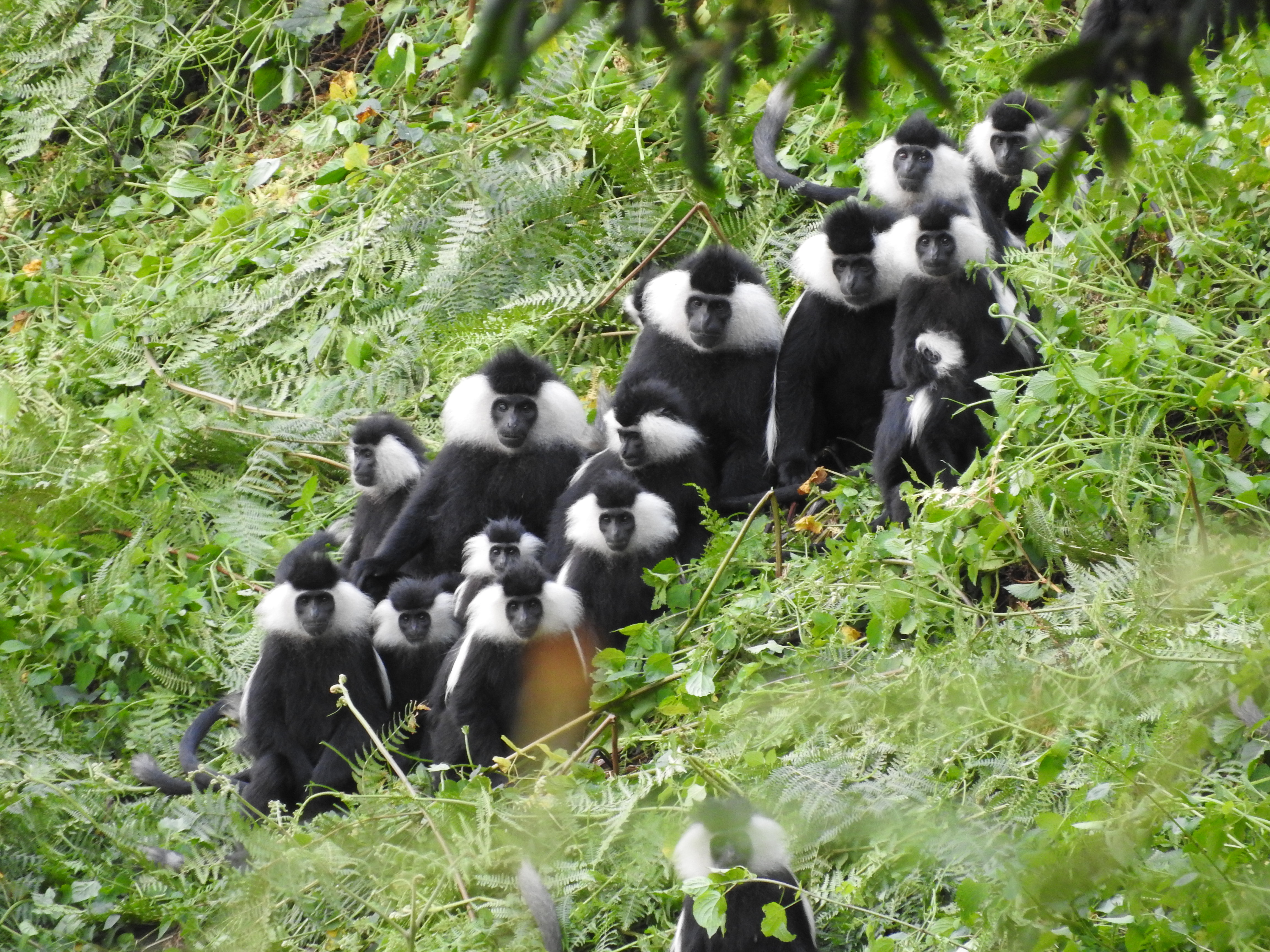 A multi-male unit of Angolan colobus in a multilevel society