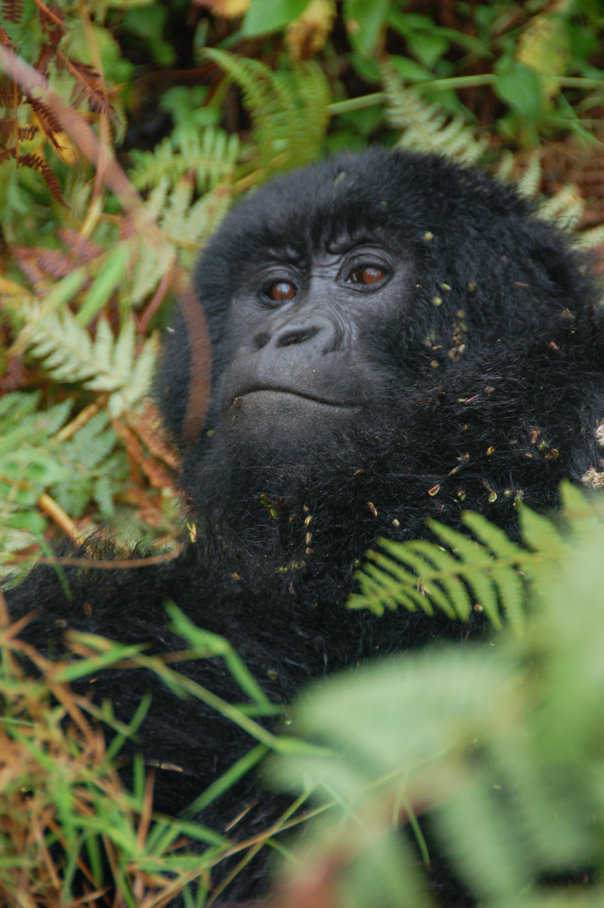Mountain Gorilla (Gorilla beringei beringei) in Mgahinga Gorilla National Park near the town of Kisoro, Uganda