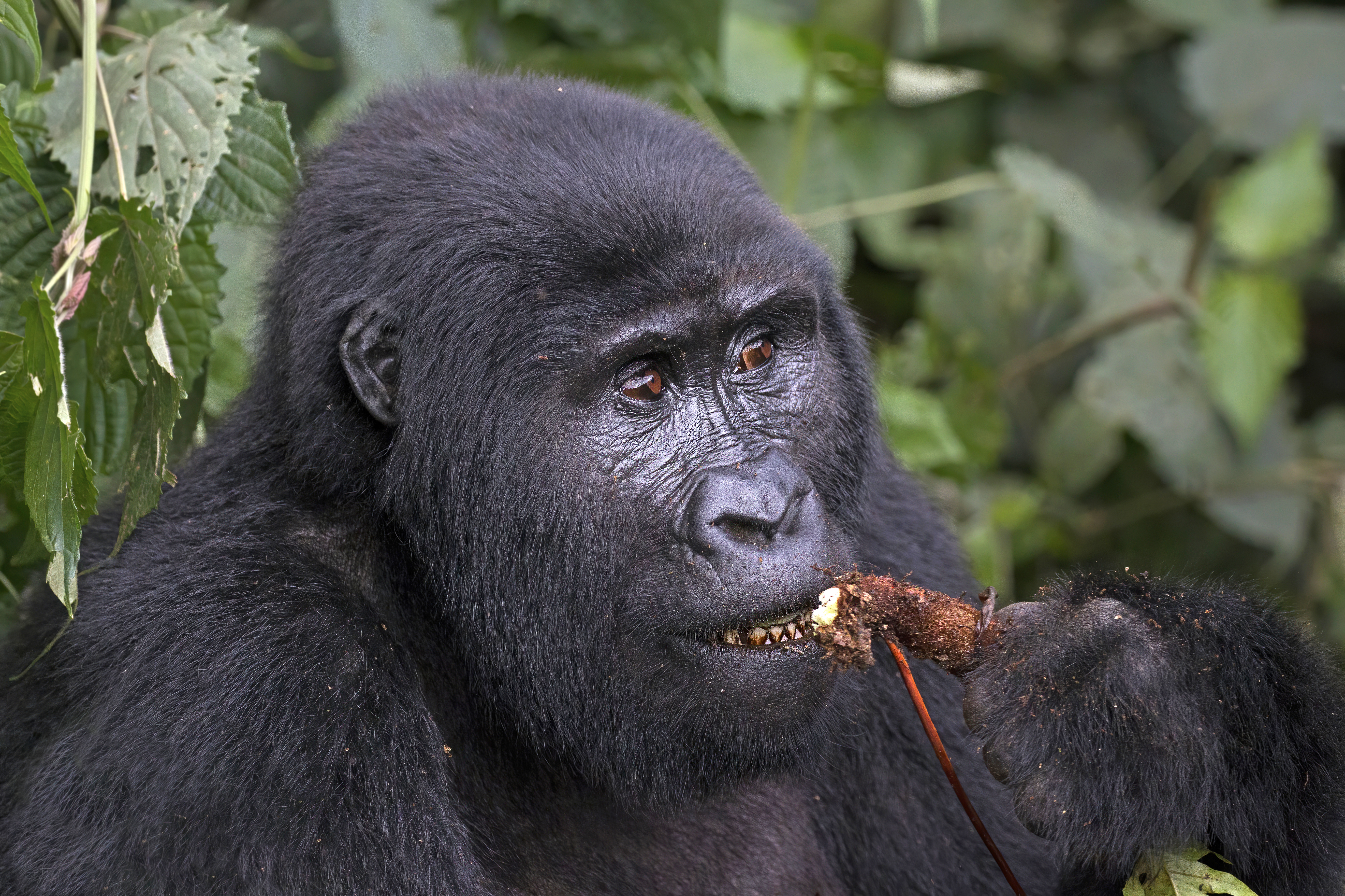 Mountain Gorilla female eating the root, Mubare Group, Buhoma sector, Bwindi Impenetrable Forest, Uganda.
