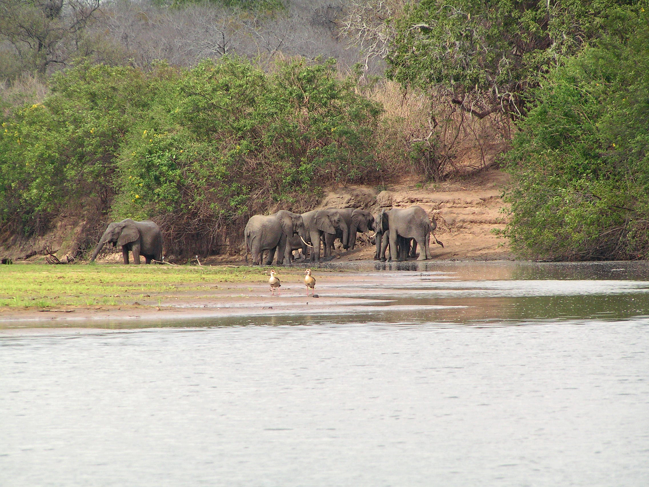 Elephants in the Selous Game Reserve