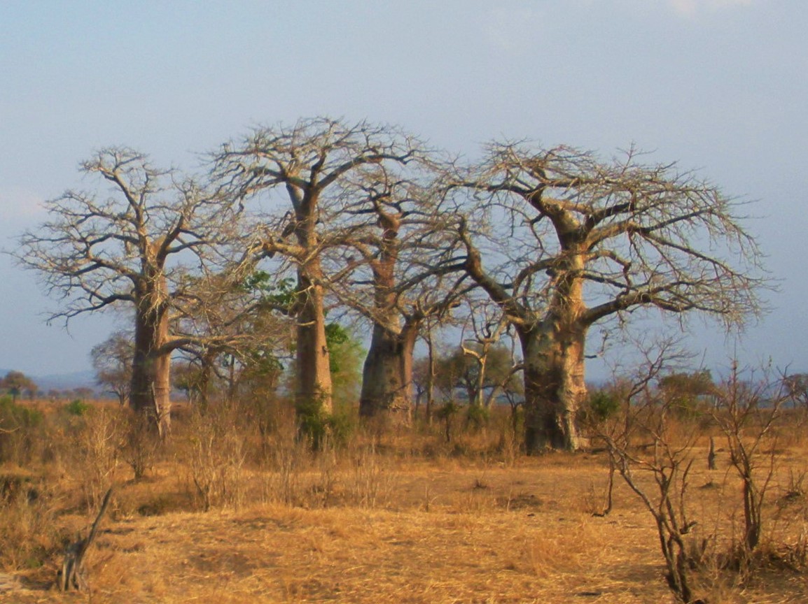 A group of baobab trees in the Mikumi National Park, Tanzania. This photo has been taken by Prof. Chen Hualin.