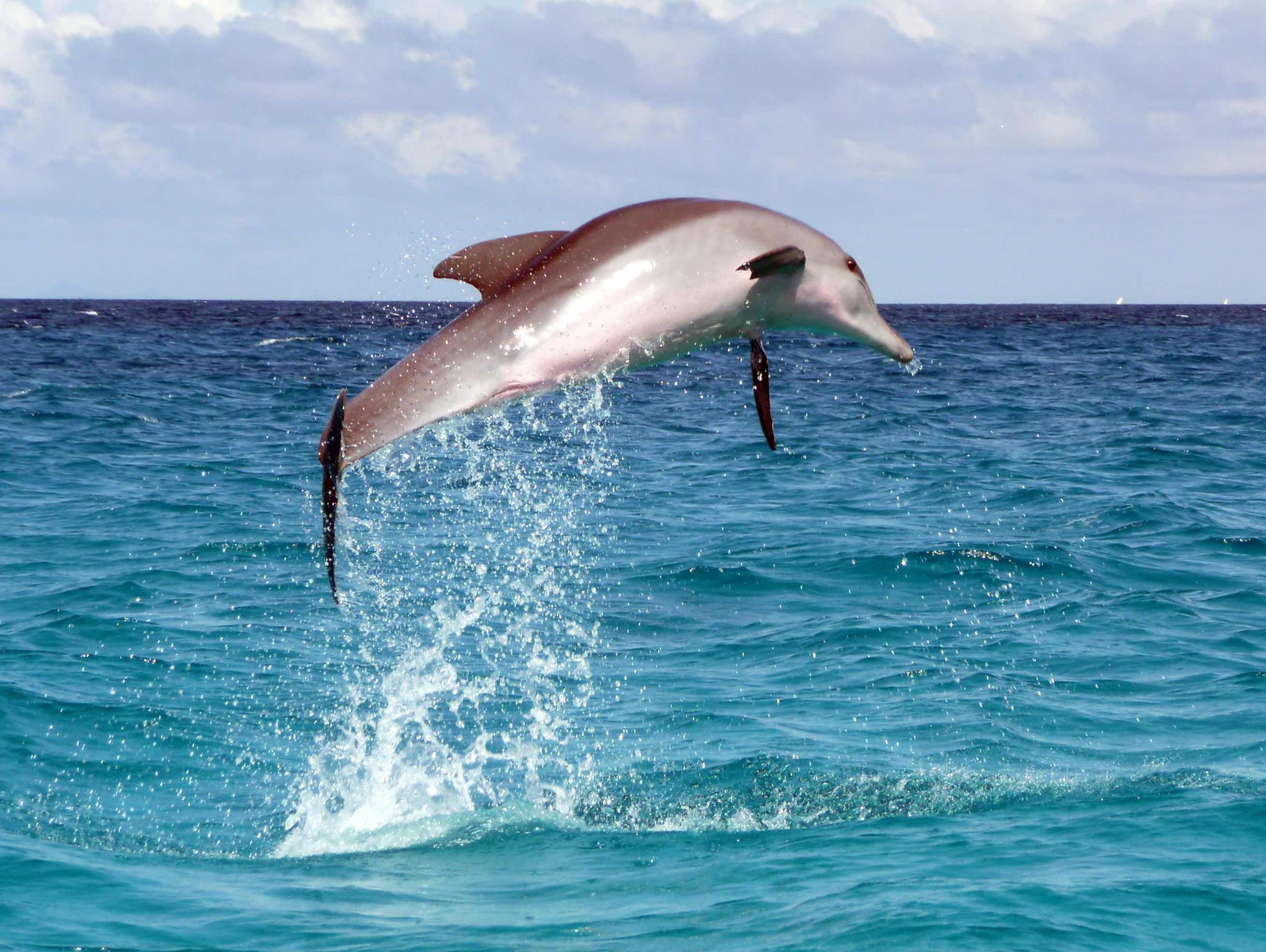 A juvenile Pantropical spotted dolphin leaps out of the water in the Indian Ocean, off the coast of Zanzibar, Tanzania.