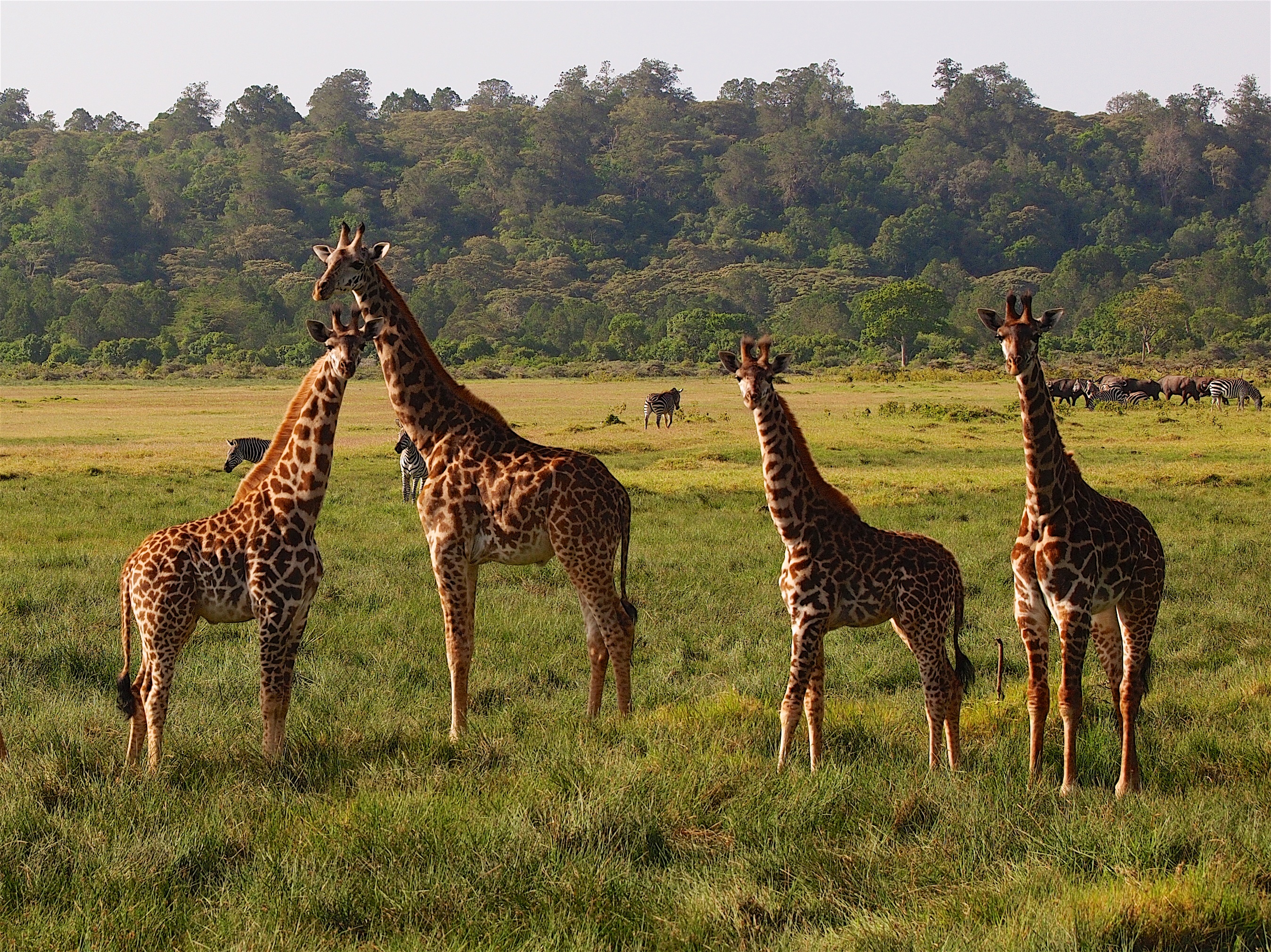 Giraffe, zebra, and cape buffalo at Arusha National Park, Tanzania. 2015.