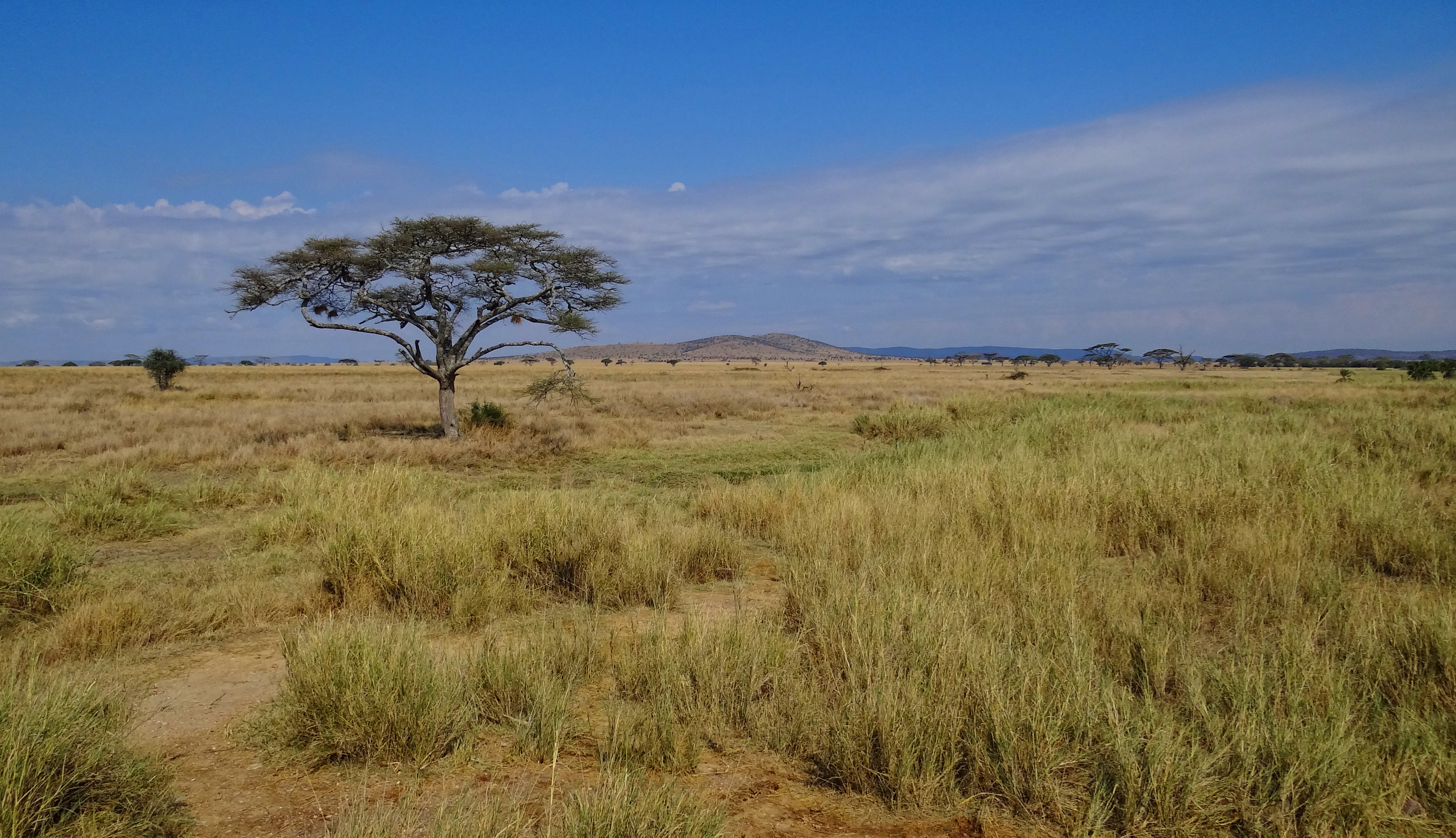 A fairly typical example of the scenery in Serengeti National Park in western Tanzania. The plains are wide and full of grass, with trees, mainly acacias, dotted around the landscape.