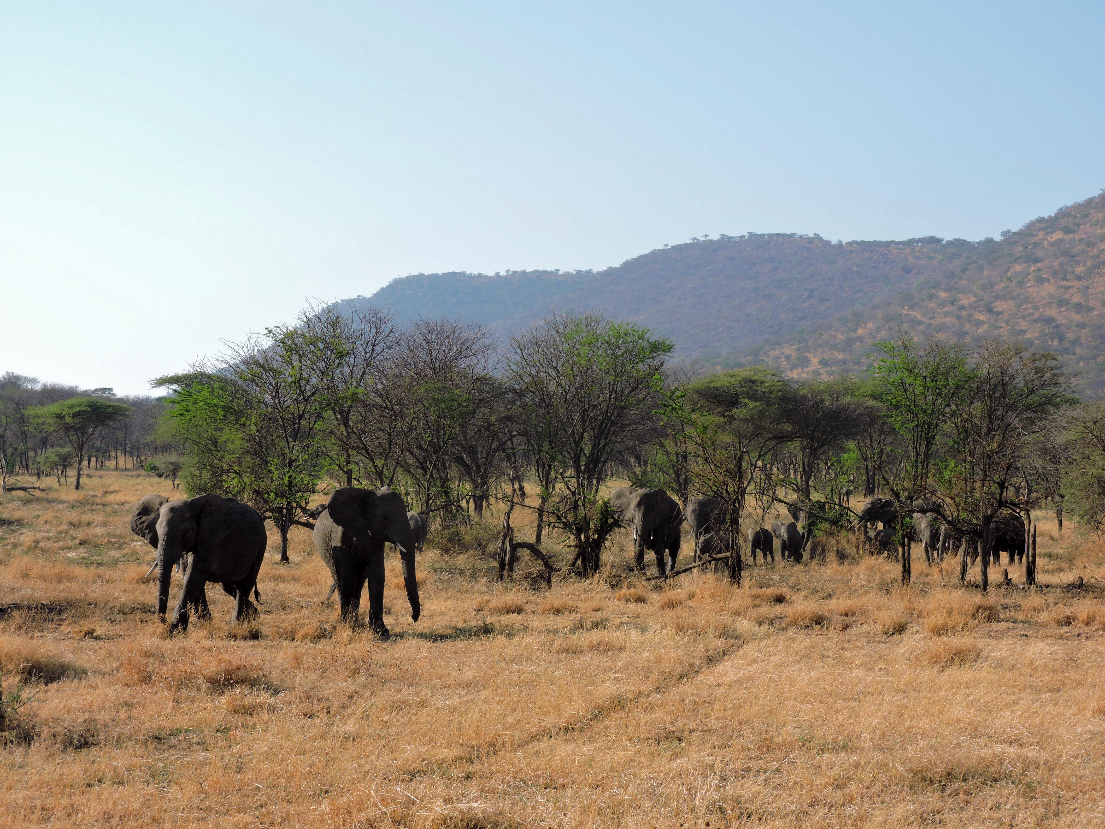 Tanzania- Serengeti National Park: elephants