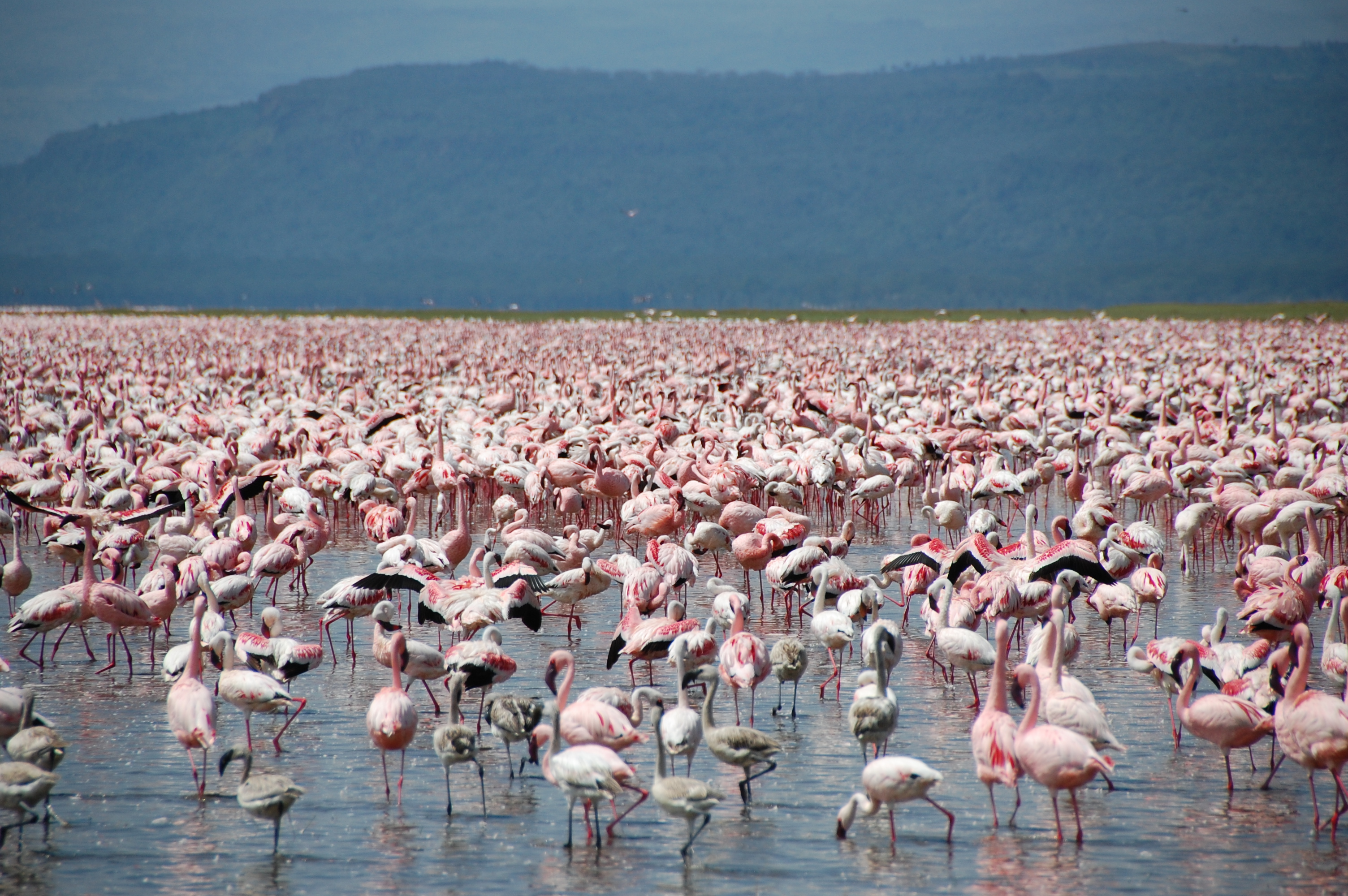 Thousands of Lesser Flamingos at Lake Nakuru