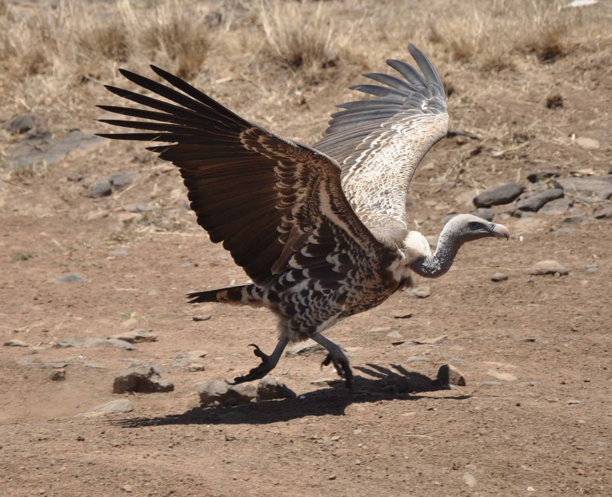 A Rüppell's Vulture at Nairobi National Park, Kenya. The shadow of the mid-day sun is directly under the vulture.