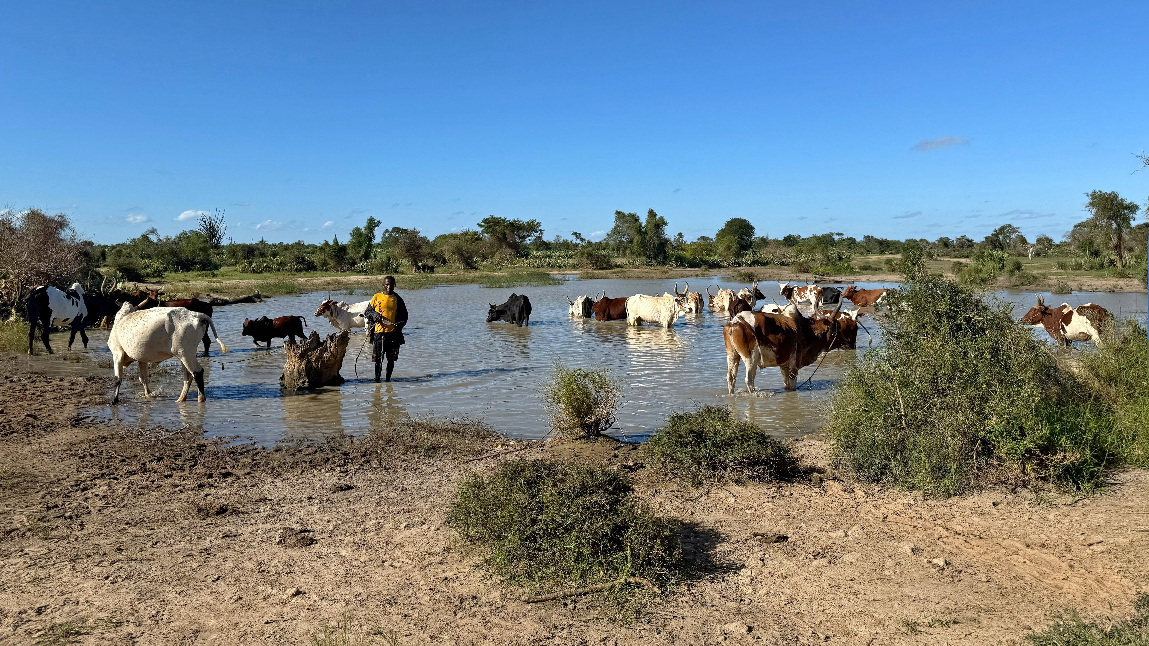 A herd of zebu cattle gather to drink in a shallow pond.