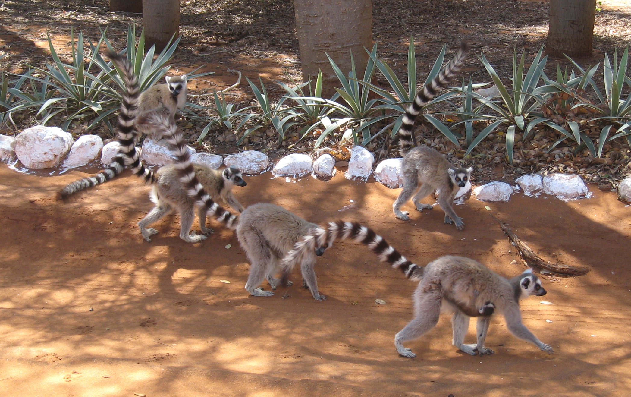 Ring-tailed Lemurs (Lemur catta) traveling in a small group at Berenty in Madagascar