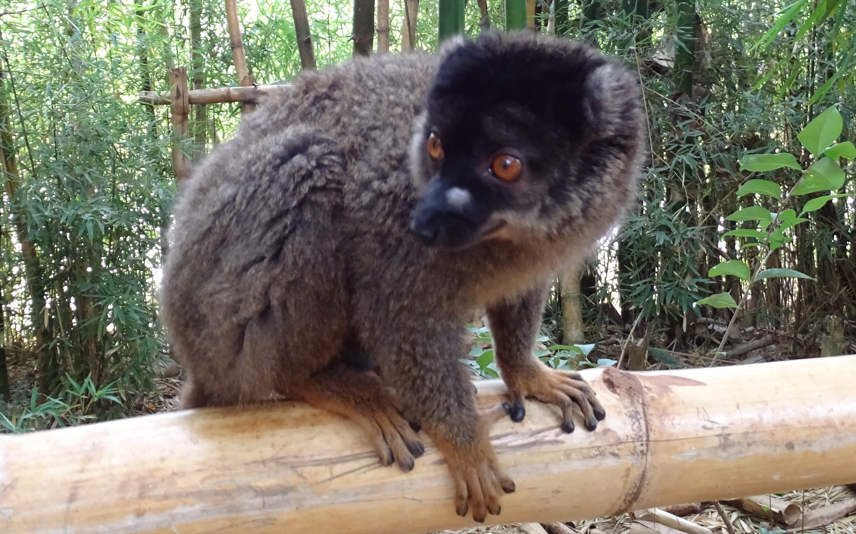 Common Brown Lemur at Lemurs' Park