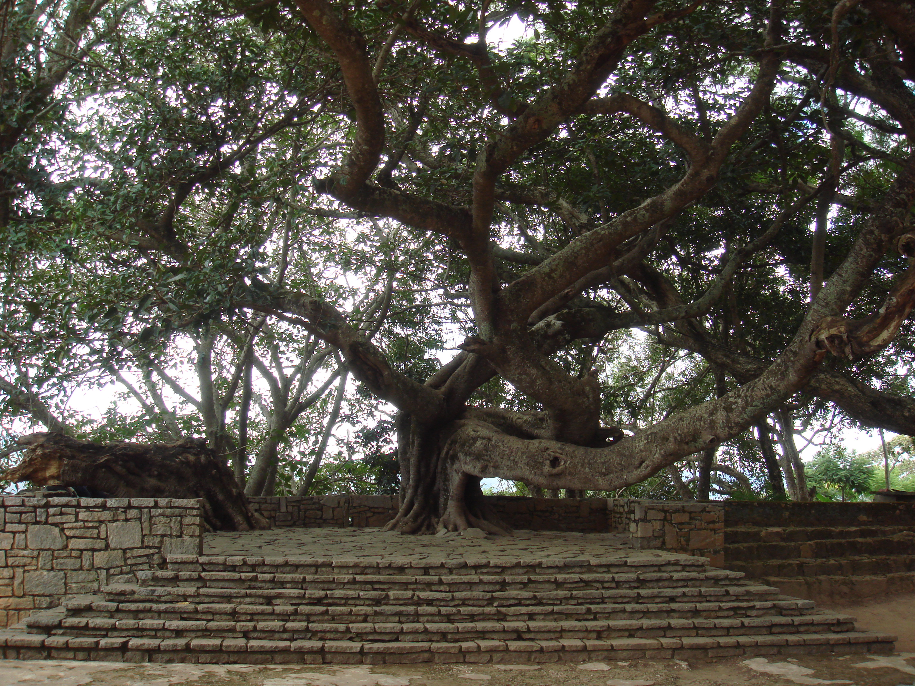 The Amotana, one of the three sacred trees. Ambohimanga, Madagascar
