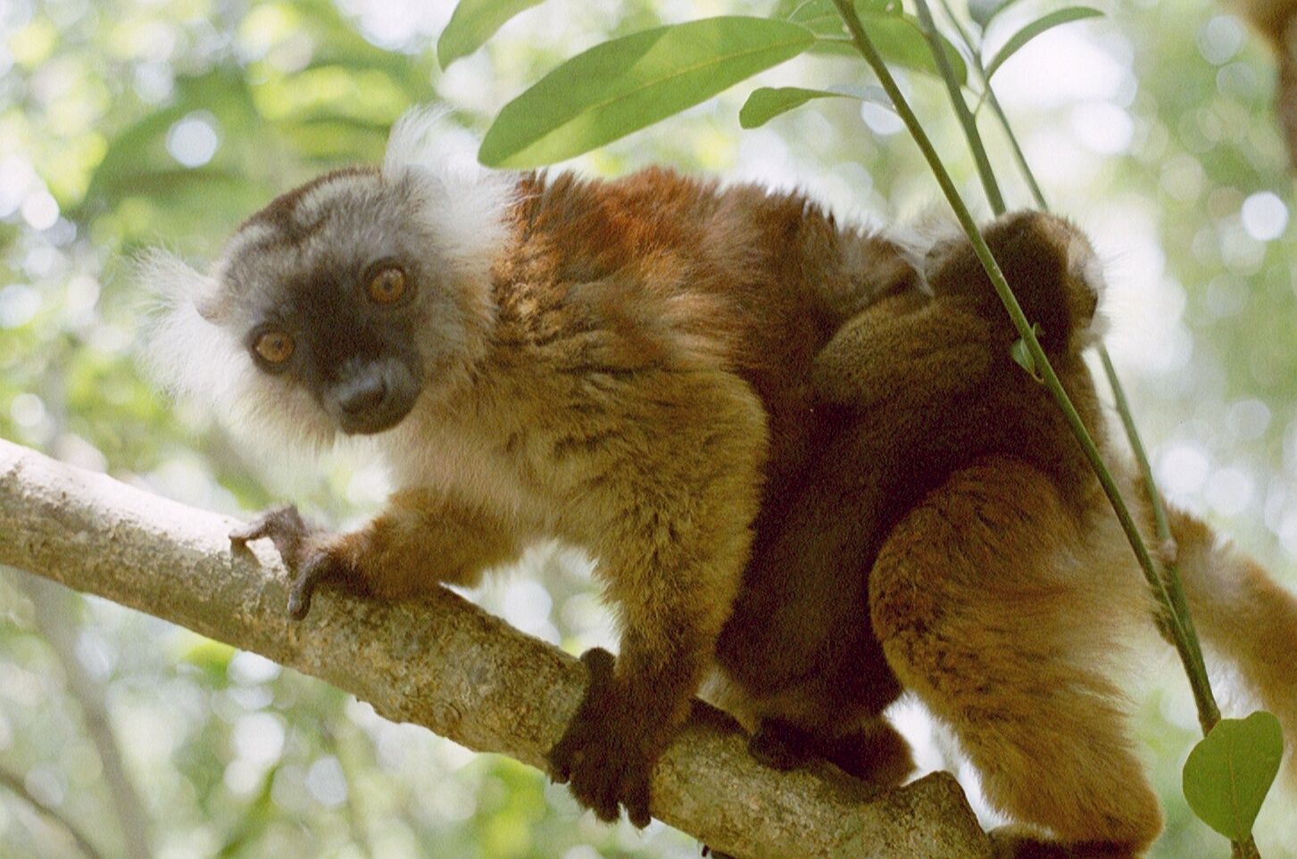 A photo of a female black lemur and her offspring taken by myself at the Lokobe nature reserve in Nosy Be in November 2001.