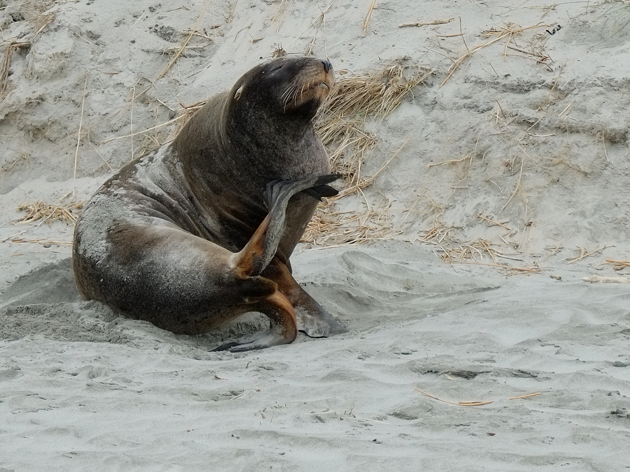 New Zealand Sea Lion sitting at Allan's Beach on Otago Peninsula