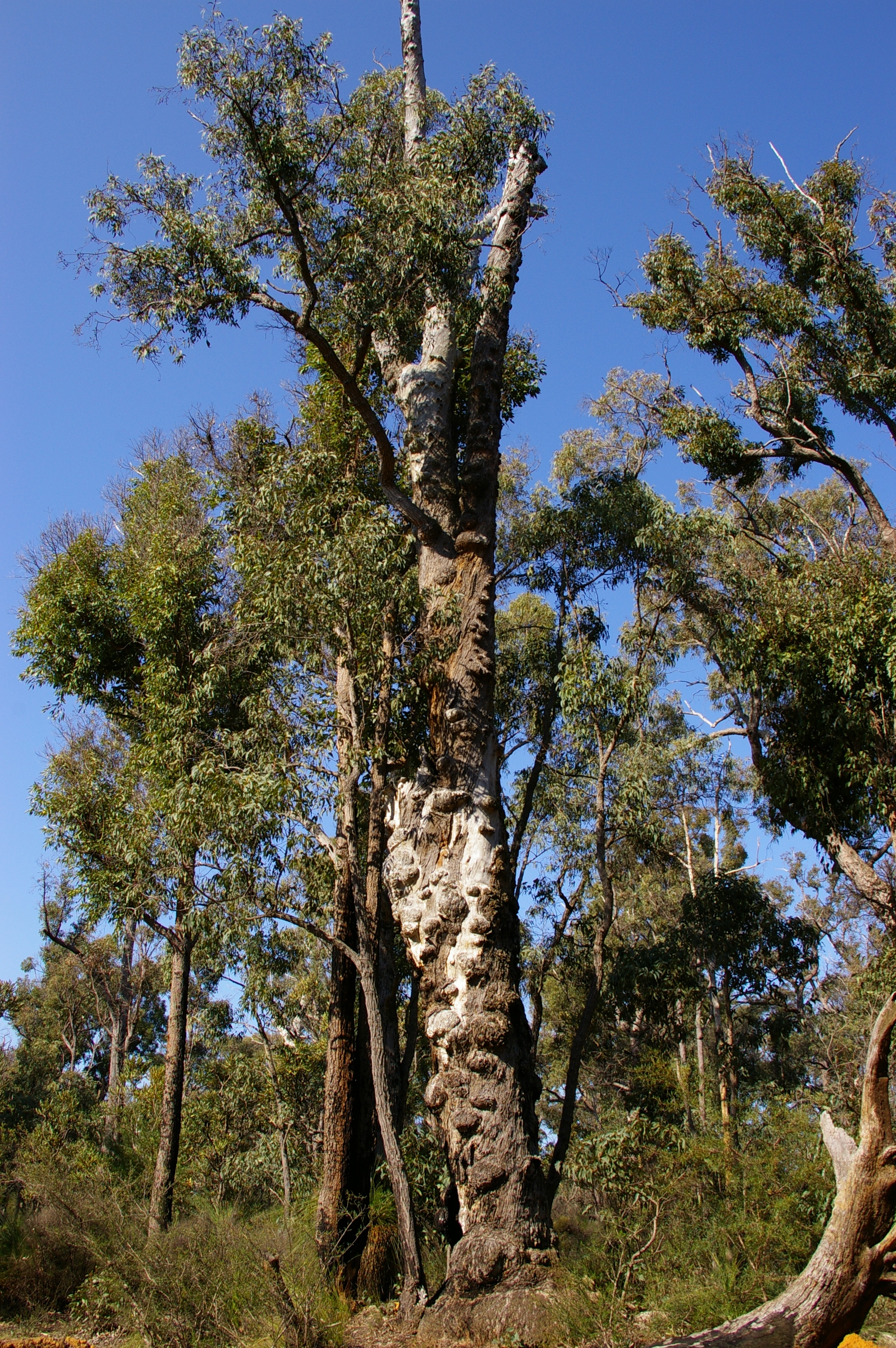 Taken in the Monadnocks Conservation reserve near the bibbulmun track where it crosses the upper reaches of the Canning river

Old Eucalyptus marginata or Jarrah tree note the burls, early logging avoided trees like this as they were difficult to cut and were thought to have poor structural integrity, the burls are now highly sought after for furniture making because of the grain texture on the polished timber.