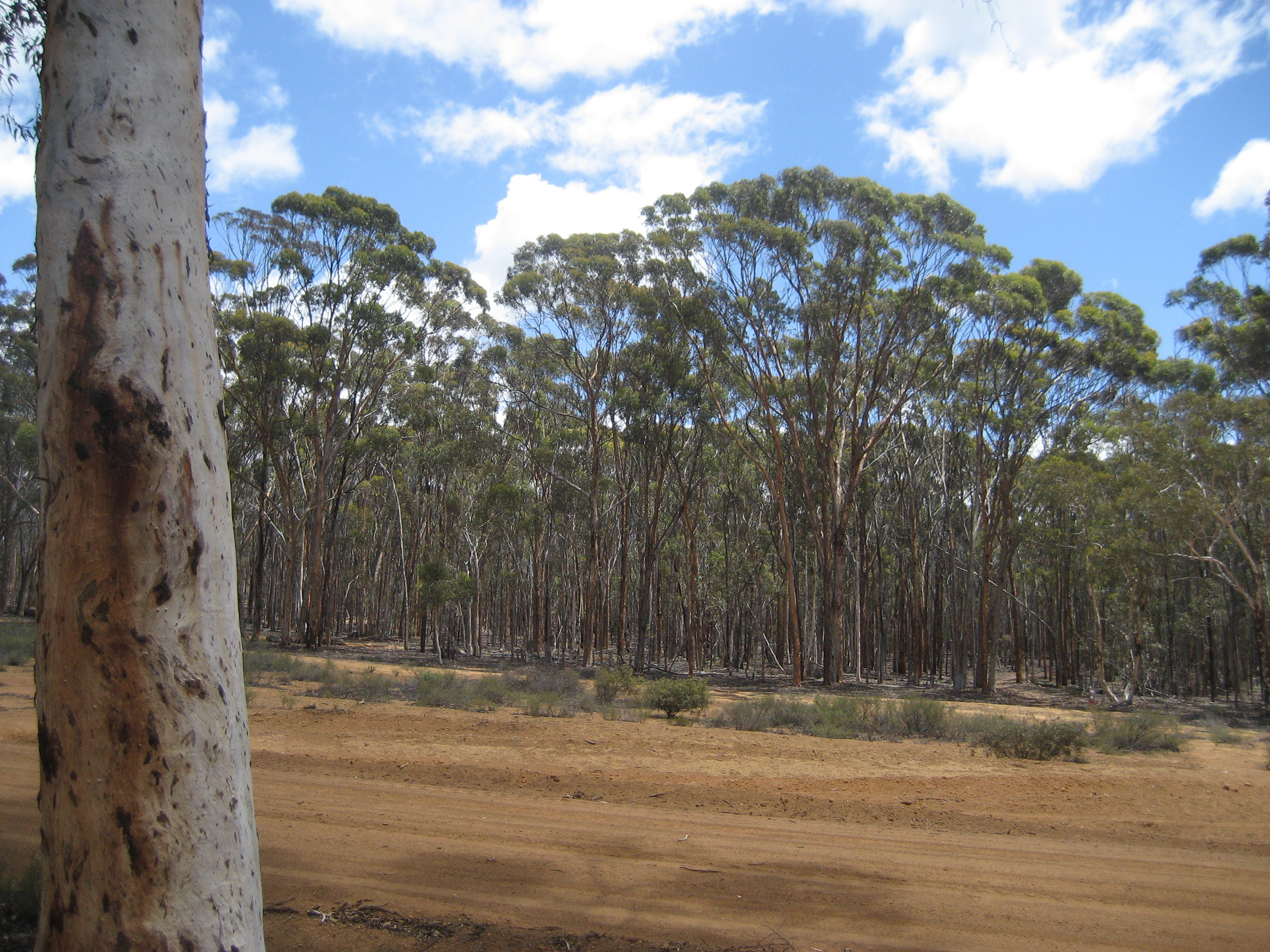 Dryandra Woodland plantation