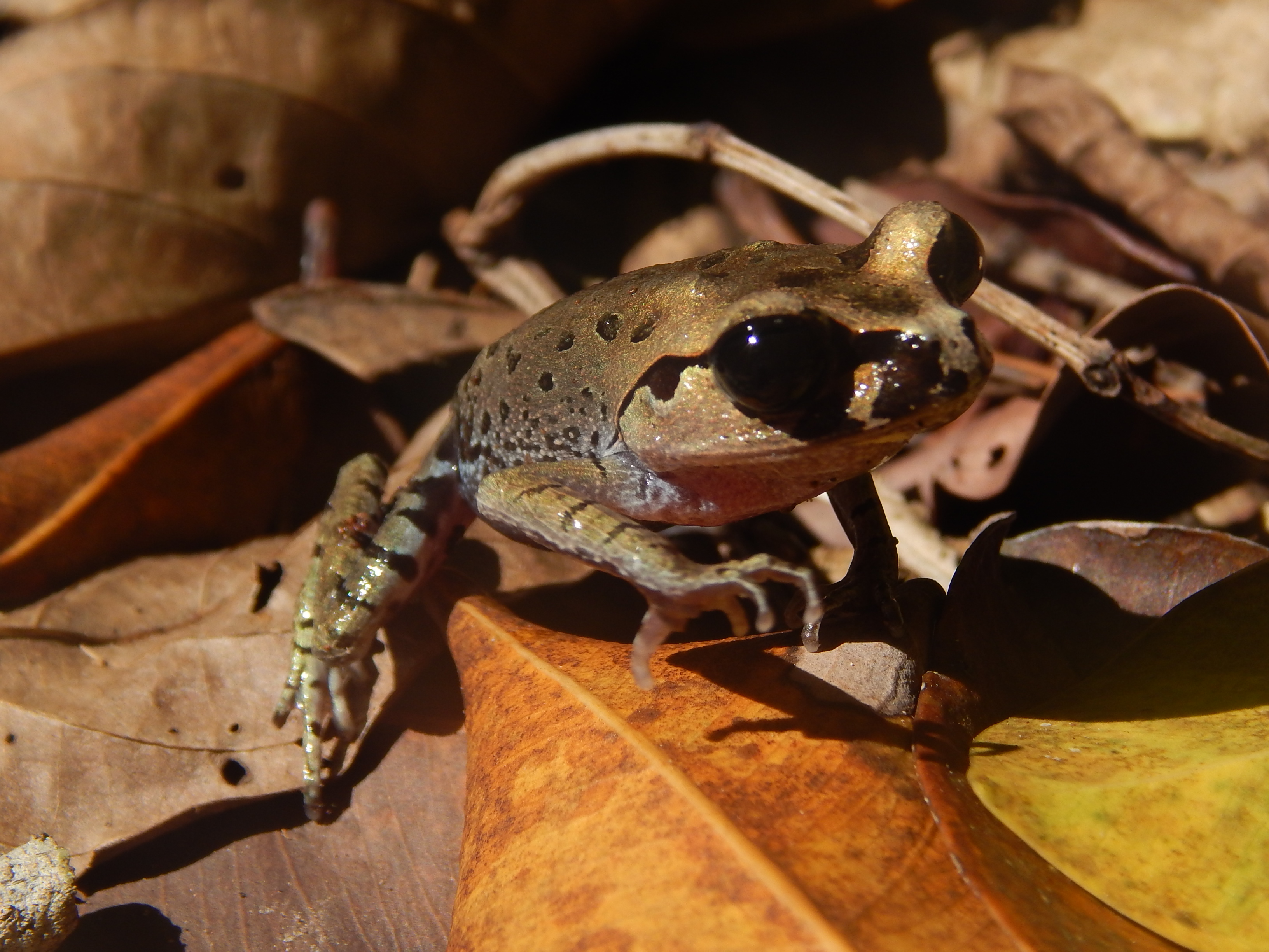 Katak ini hanya didapati di hutan, kebanyakan di pegunungan, terutama di tempat yang tidak jauh dari sungai. Aktif di malam hari (nokturnal), bangkong serasah tidur di siang hari atau bersembunyi di balik serasah hutan. Dengan kaki yang pendek, kodok ini melompat pendek-pendek dan sering pula merayap perlahan-lahan di kayu atau batu dengan tubuh diangkat.