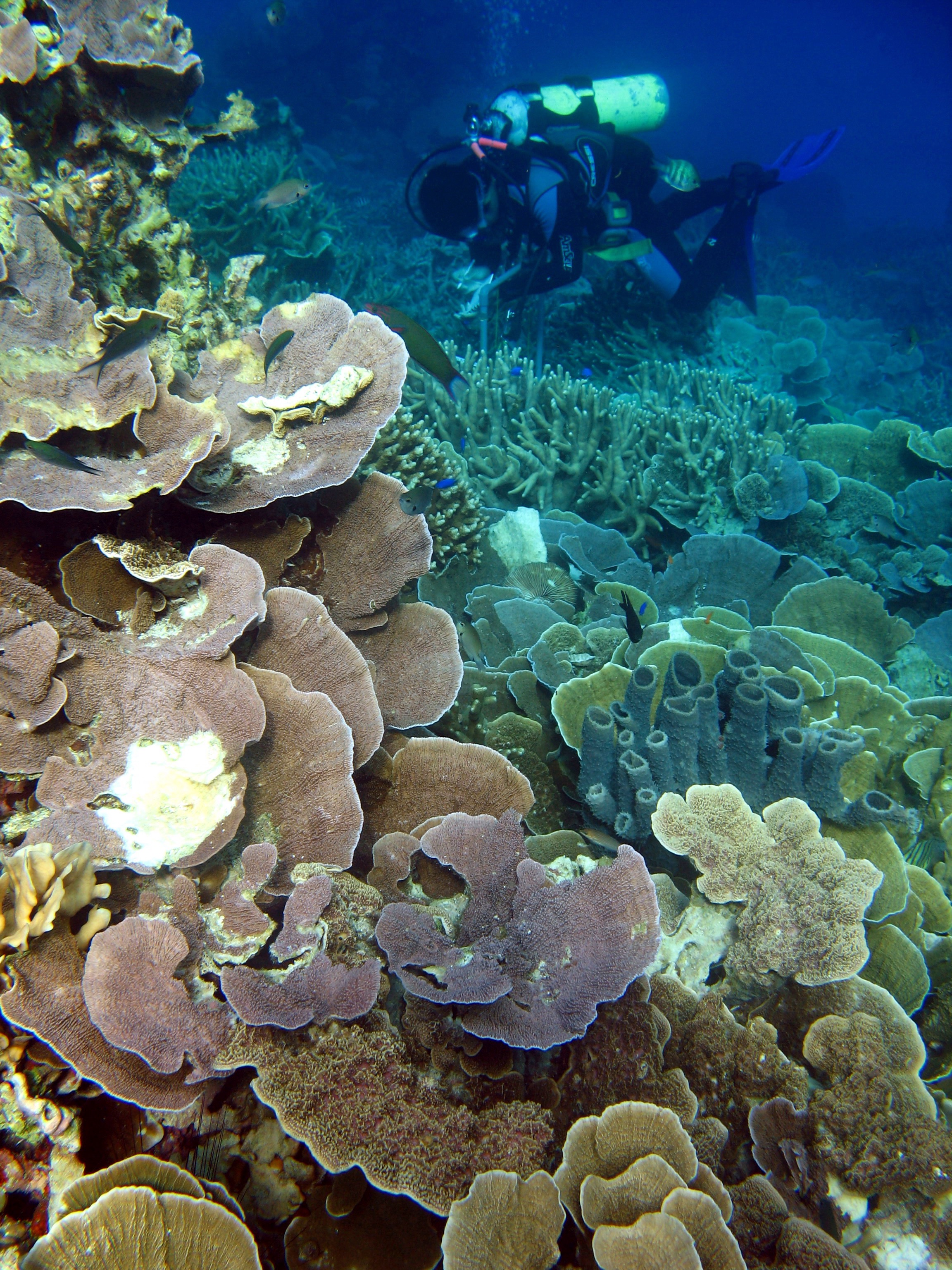 Terumbu karang di TN. Karimunjawa masih dalam kondisi yang baik. Taman Nasional Karimunjawa merupakan gugusan kepulauan berjumlah 22 pulau yang terletak di Laut Jawa, mempunyai luas 111.625 Ha. Taman Nasional Karimunjawa ditetapkan sebagai Cagar Alam Laut melalui SK Menhut No.123/Kpts-II/1986 kemudian pada tahun 1999 melalui Keputusan Menhutbun No.78/Kpts-II/1999 Cagar Alam Karimunjawa dan perairan sekitarnya seluas 111.625 Ha diubah menjadi Taman Nasional dengan nama Taman Nasional Karimunjawa. Tahun 2001 sebagian luas kawasan TN Karimunjawa seluas 110.117,30 Ha ditetapkan sebagai Kawasan Pelestarian Alam Perairan dengan Keputusan Menhut No.74/Kpts-II/2001.
