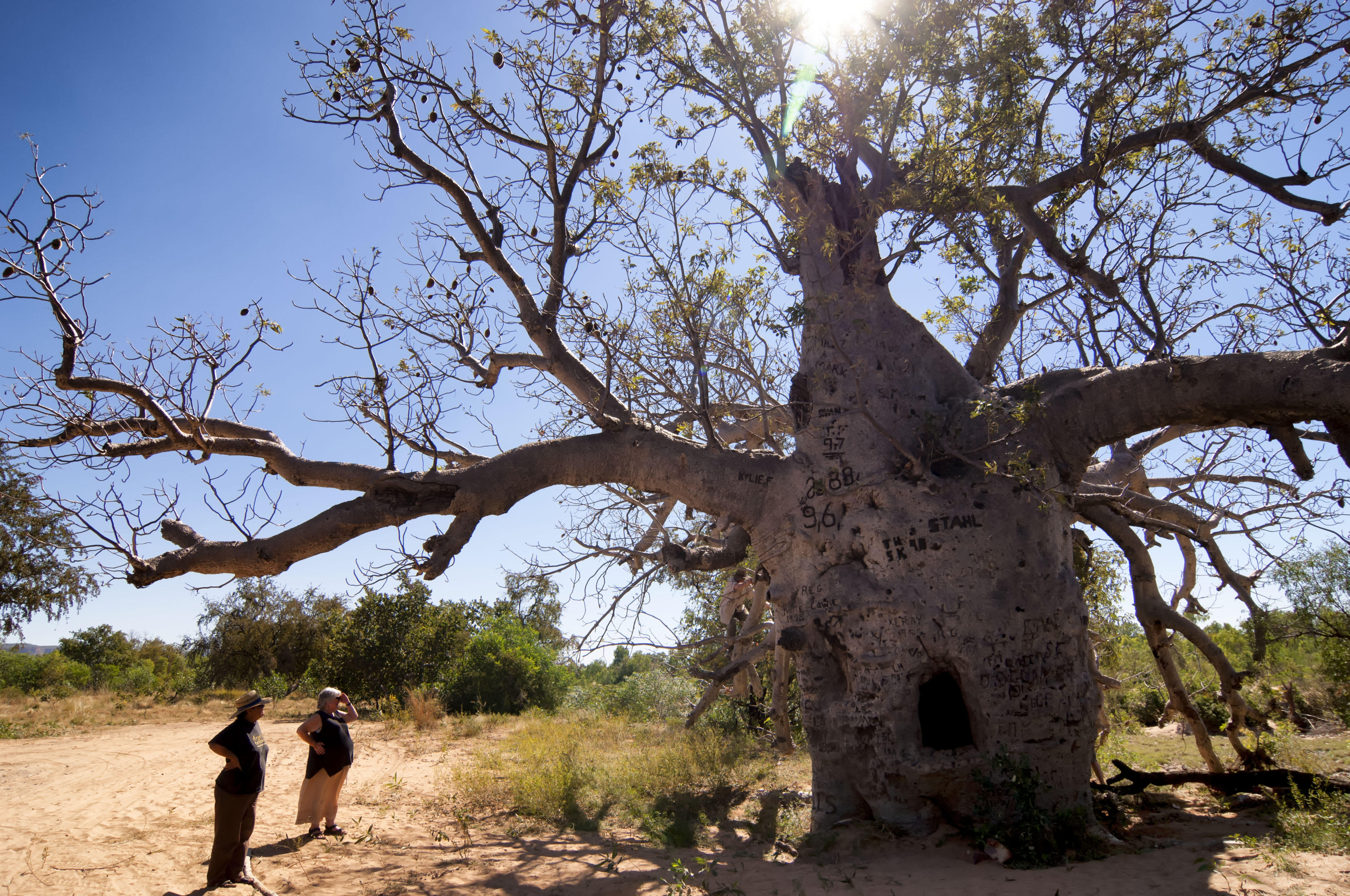 The Boab Prison Tree, Wyndham