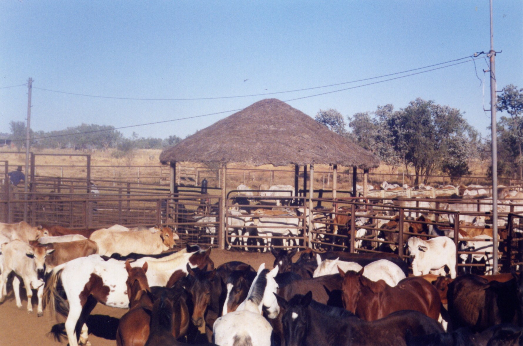 Cattle and horses in stockyards, Victoria River Downs, NT, Australia