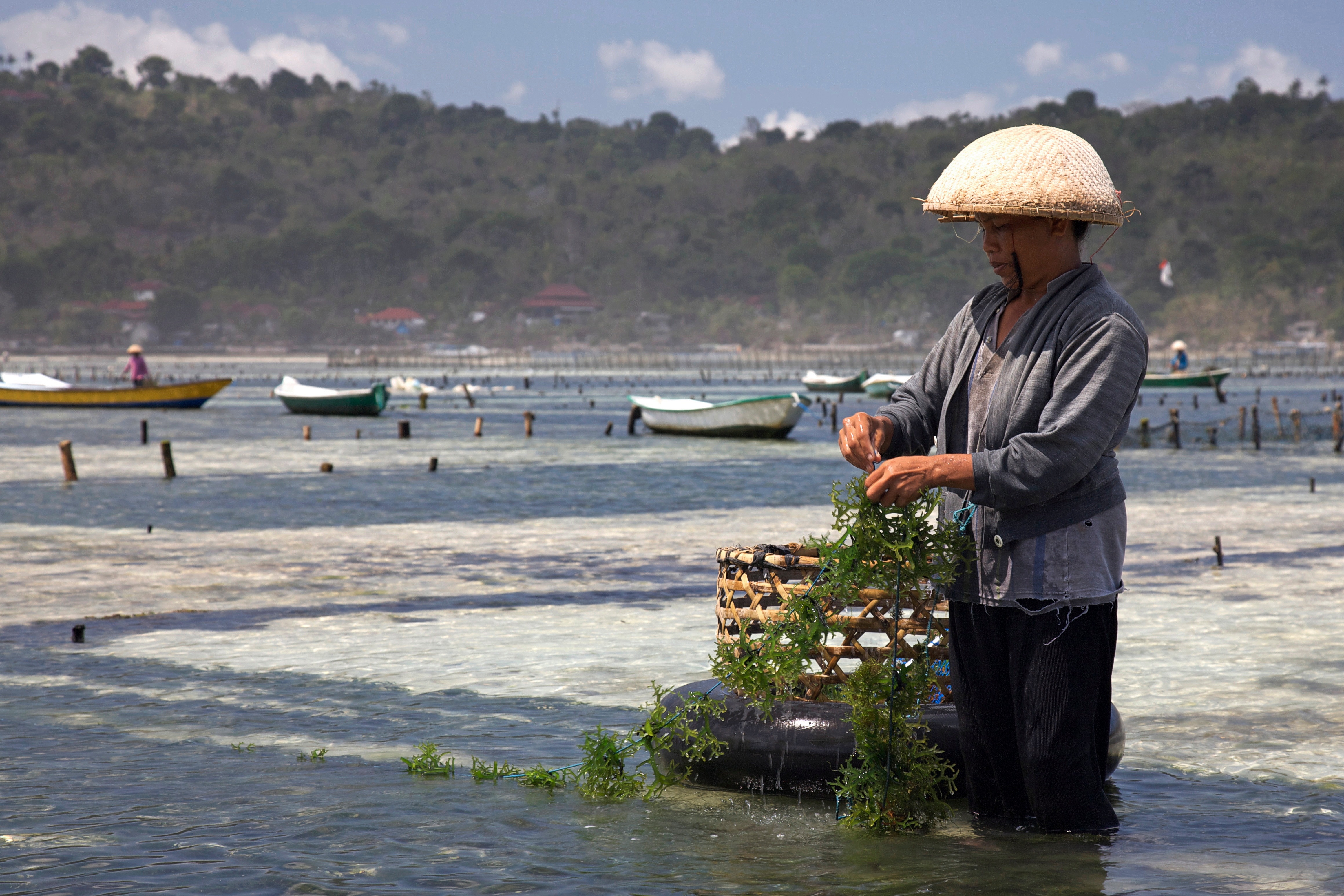 Edible seaweed farming on the small island of Nusa Lembongan, southeast of Bali, in Indonesia. The seaweed is growing on a rope. The bay on the coast is marked out by wooden posts into rectangular plots that are owned by different families. A boat is seen in some of the plots.