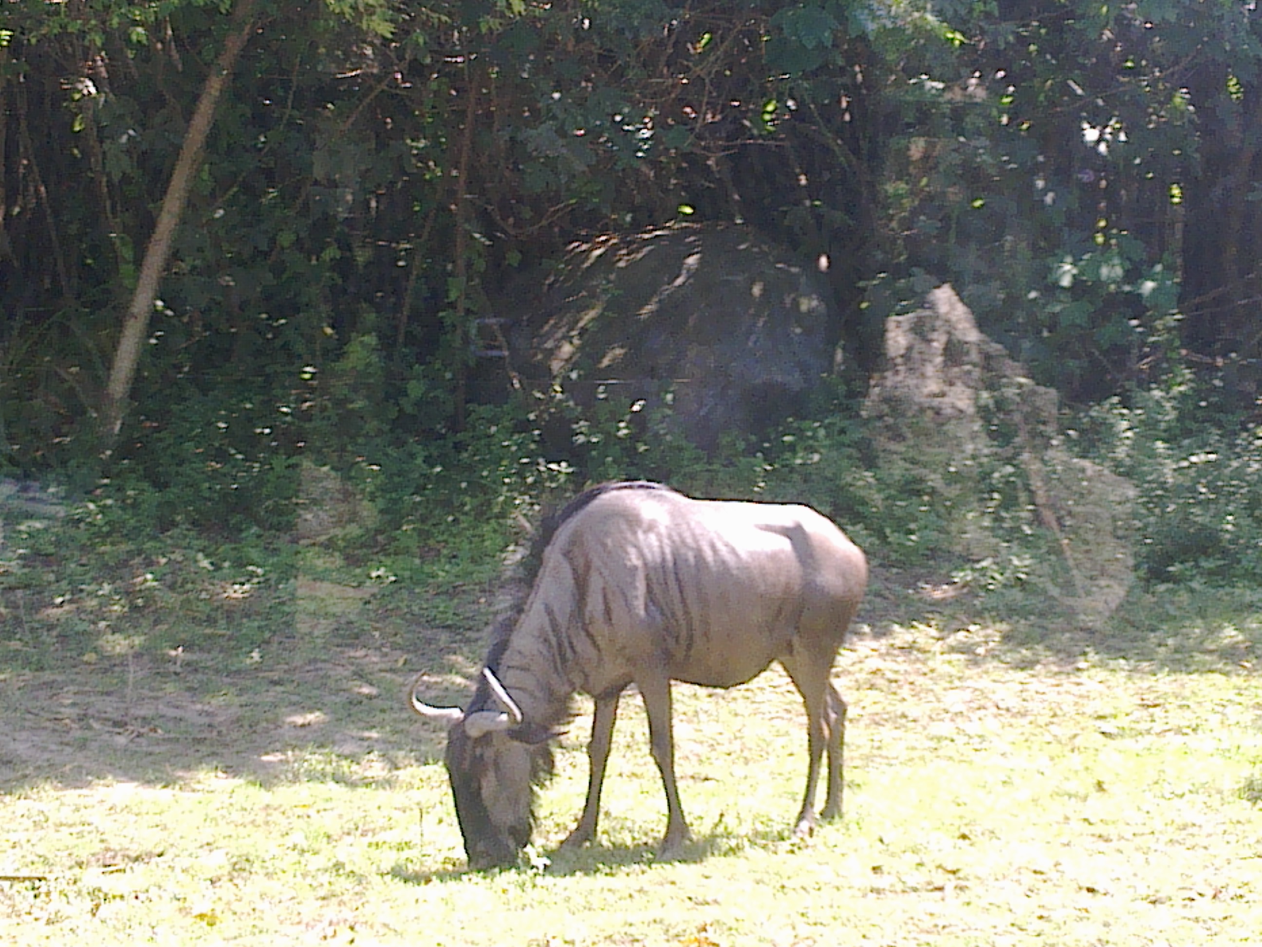 A Blue Wildebeest (Connochaetes taurinus) in the Bali Safari and Marine Park, Indonesia