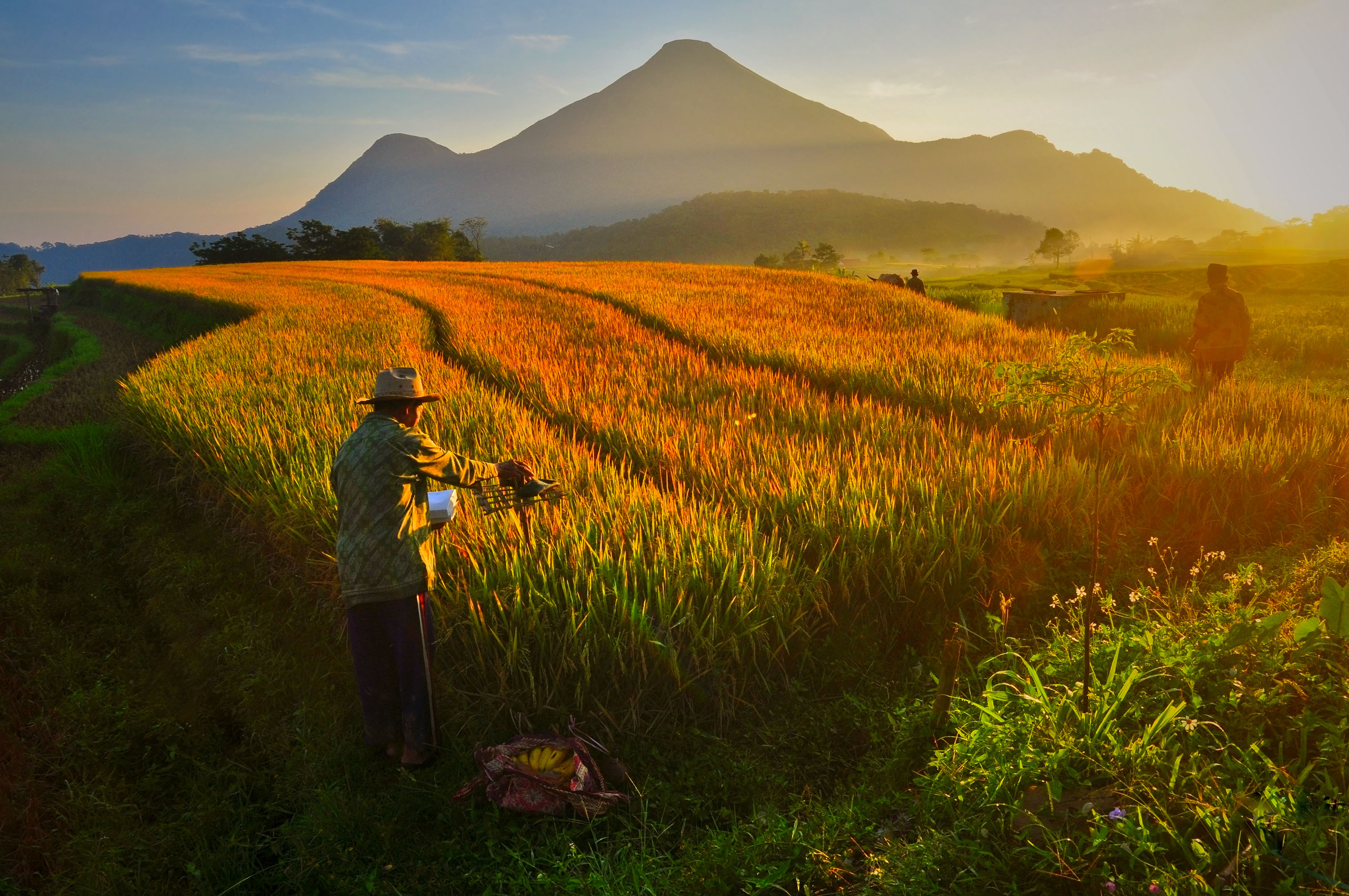 Ritual Metik adalah upacara adat petani sebelum panen padi secara turun temurun yang masih dilakukan hingga kini oleh petani di desa Selotapak, Trawas, Mojokerto. Ritual metik dilaksanakan saat pagi hari, petani membawa aneka sesaji berupa aneka kue dari pasar (jajan pasar) pisang, bunga, dupa, dan ani-ani(alat potong padi tradisional). Petani bersama sesepuh desa mengitari sawah yang akan di panen, kemudian sesepuh membakar dupa dan kulit buah kelapa kering yang di letakan di atas bambu sembari memantrakan doa doa jawa. Setelah itu sesepuh akan memotong beberapa tangkai padi terbaik yang nanti akan diberikan kepada petani untuk disimpan dirumah. Setelah acara ritual selesai petani akan kenduri dengan beberapa orang di pematang sawah. Tujuan acara ini sebagai bentuk rasa syukur petani pada anugerah Tuhan telah diberi kesuburuan dan hasil yang baik di sawahnya.