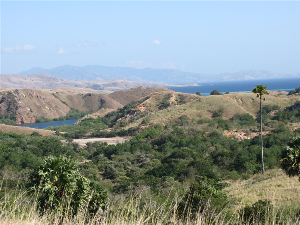 Rinca Island, Indonesia, July 2007