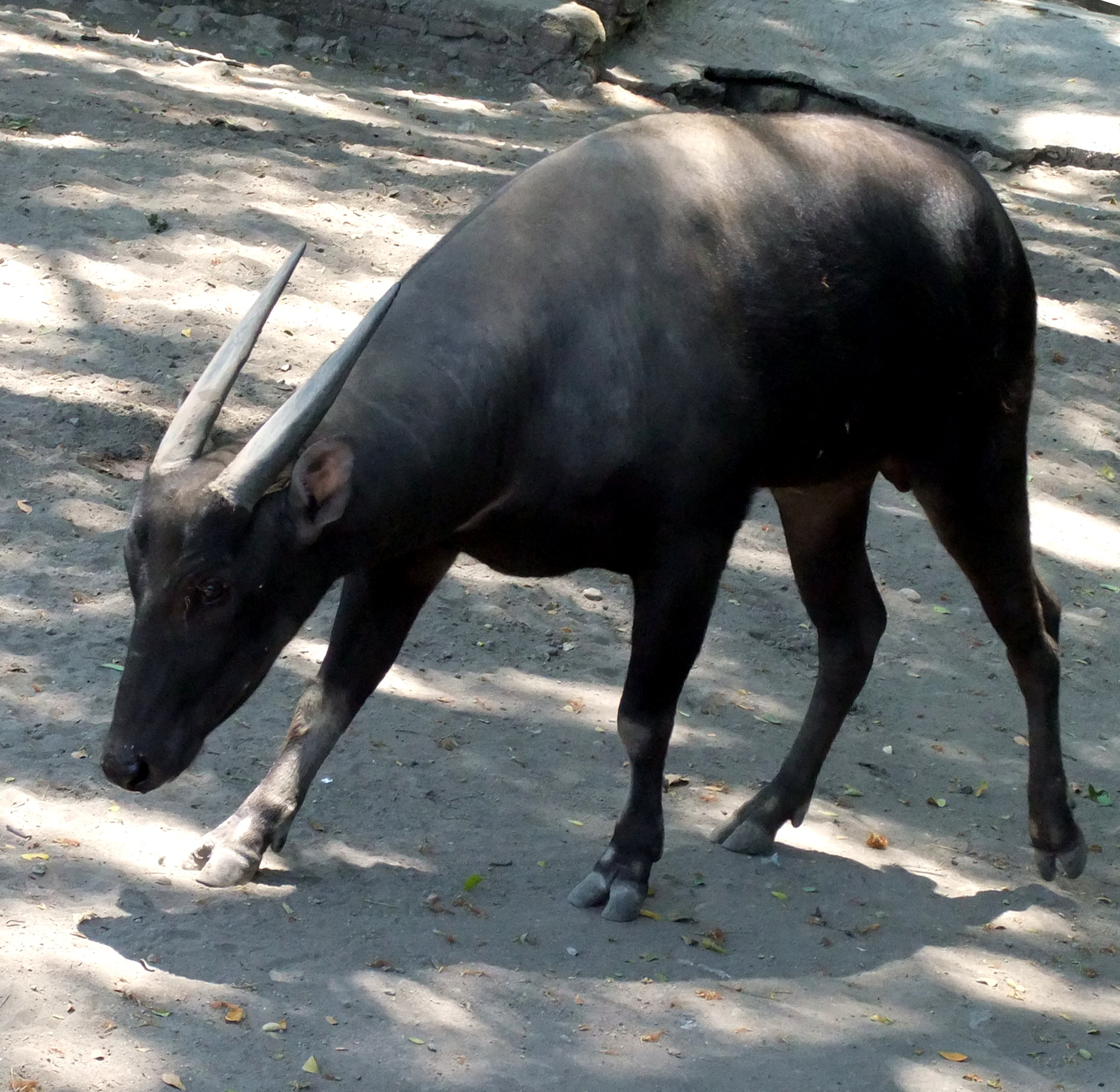 Anoa, Surabaya Zoo