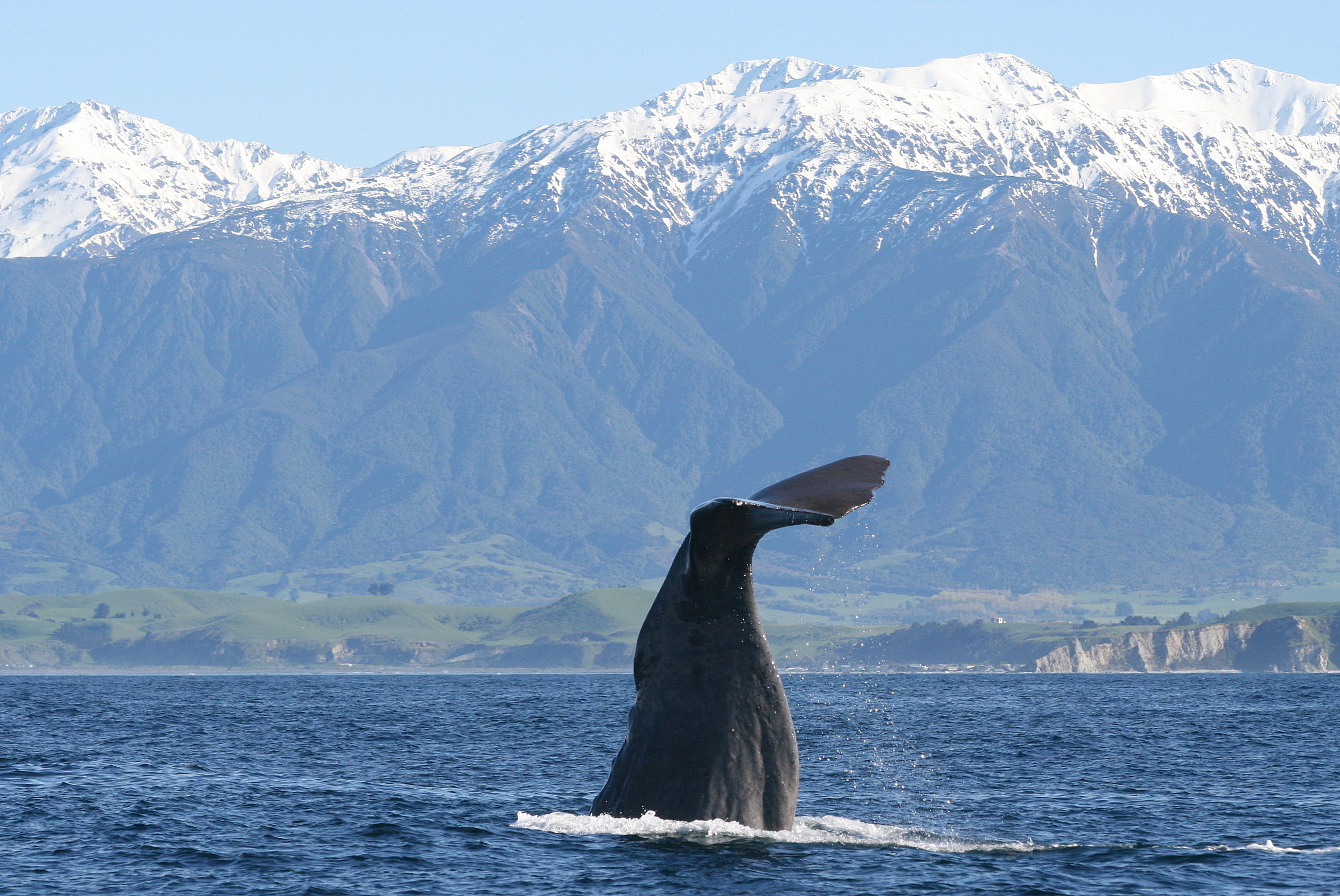 Diving_sperm_whale_near_Kaikoura