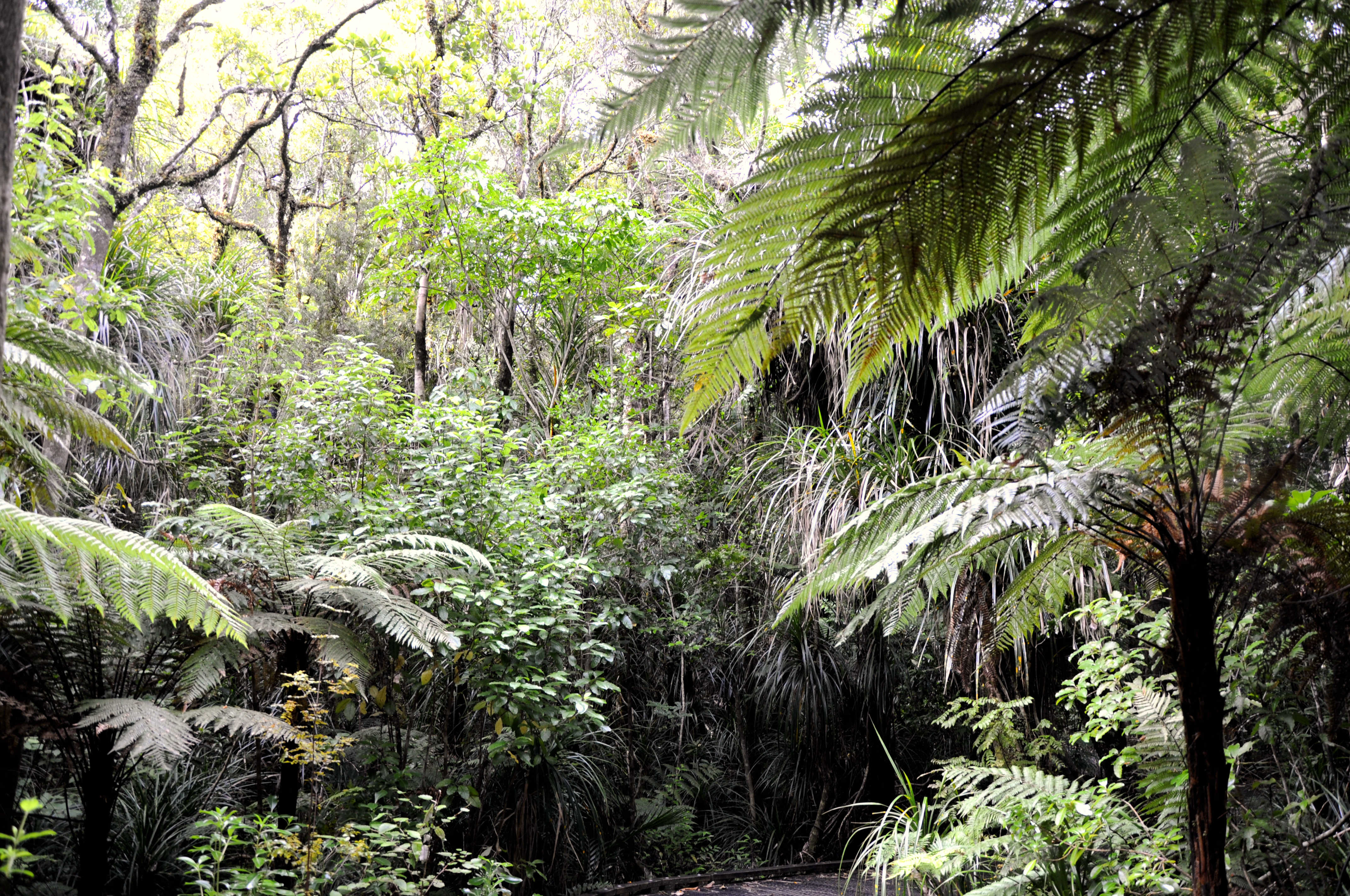 The jungle inside Waipoua Forest. This photo has been taken by Prof.Chen Hualin.