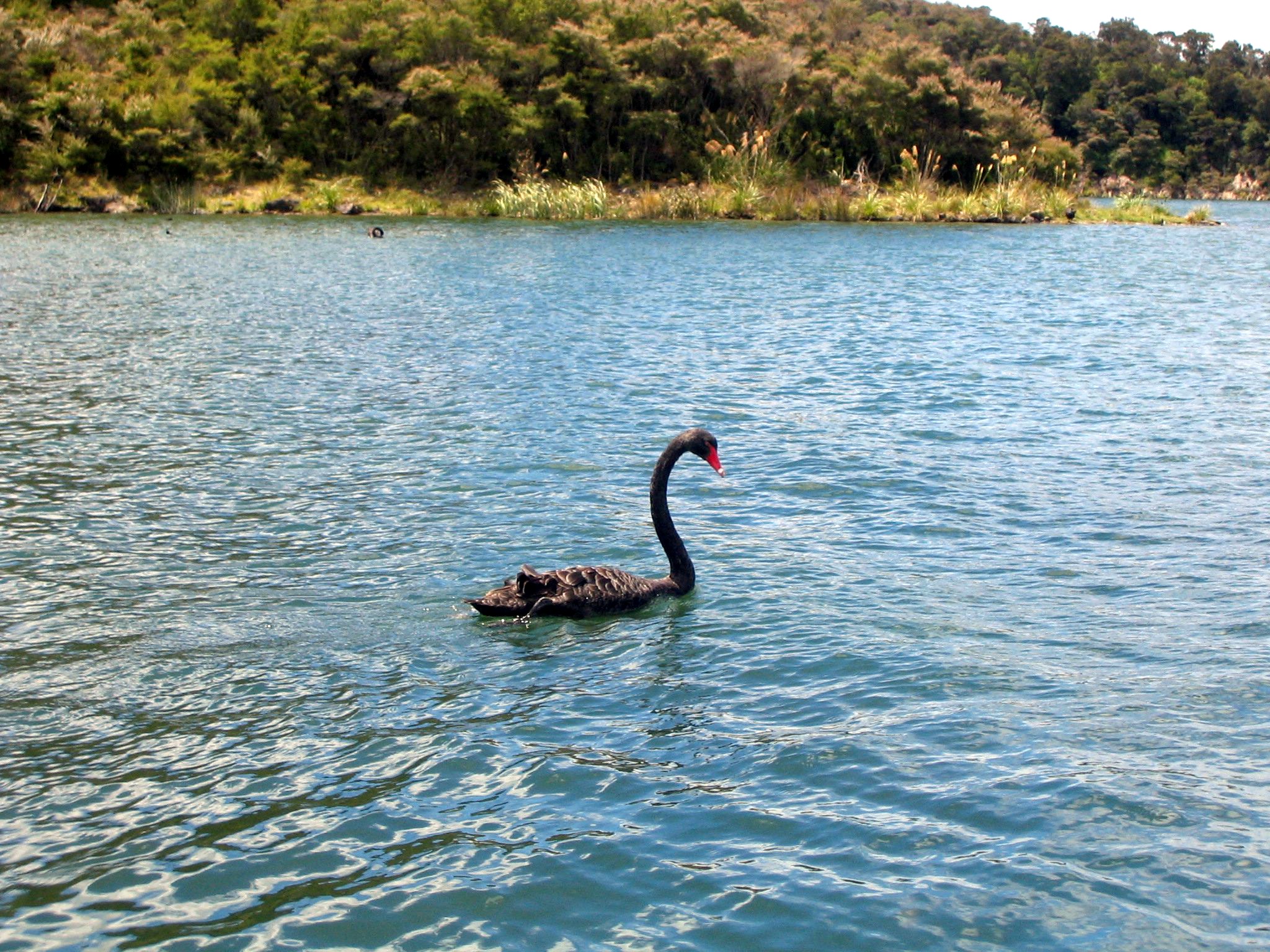 Black swan (Cygnus atratus) on Lake Rotomahana. Near Rotorua, North Island, New Zealand.