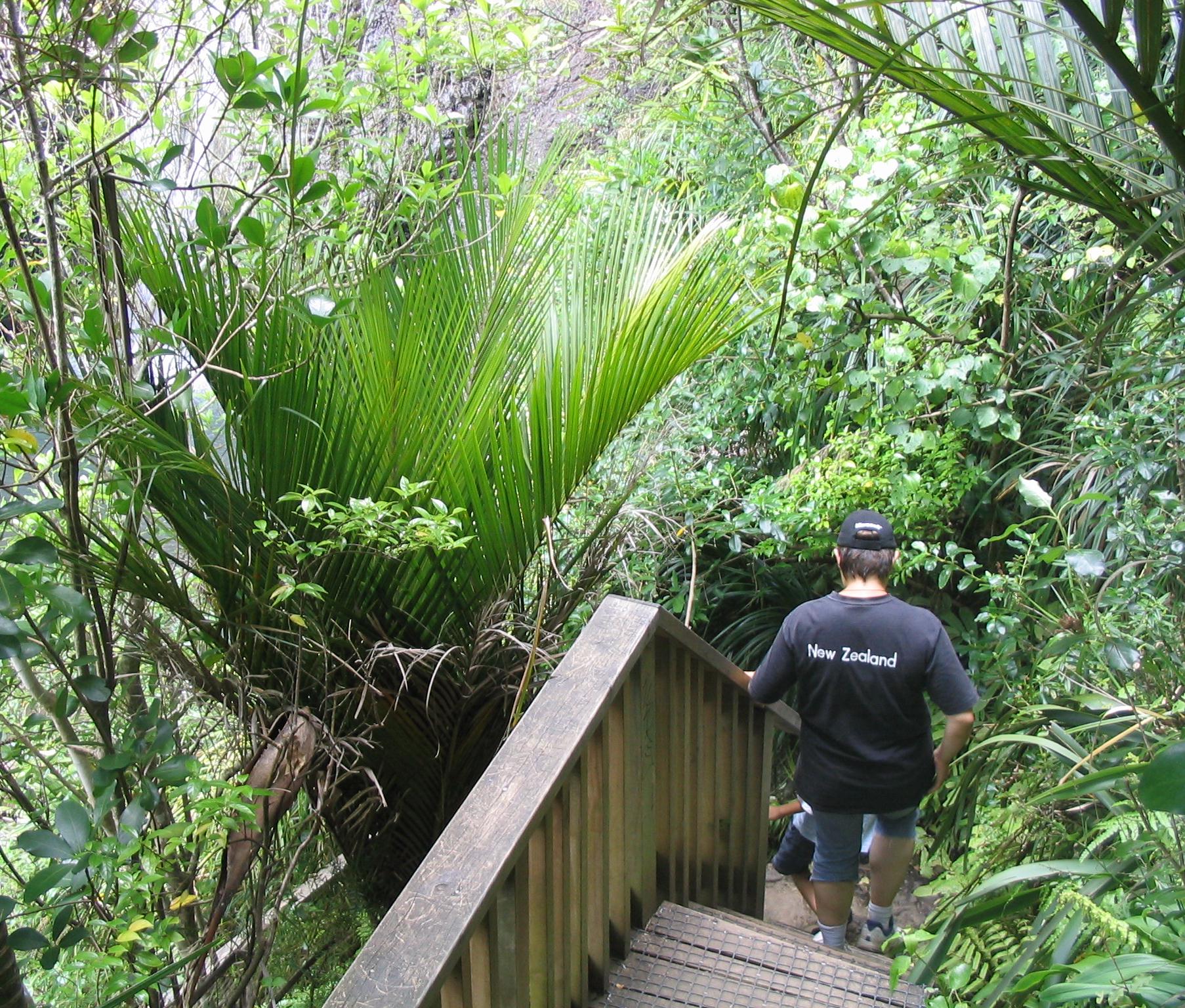 The Kitekite track descending to the base of the falls after the lookout. A beautiful Nikau Palm.Self-made. January 2008, Kitekite falls descent. David Burgess