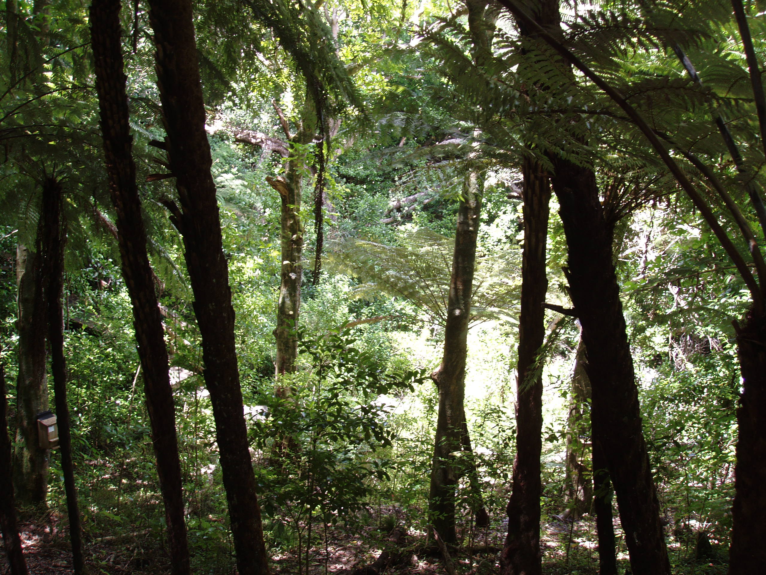 A forest view on the island of Tiritiri Matangi, New Zealand