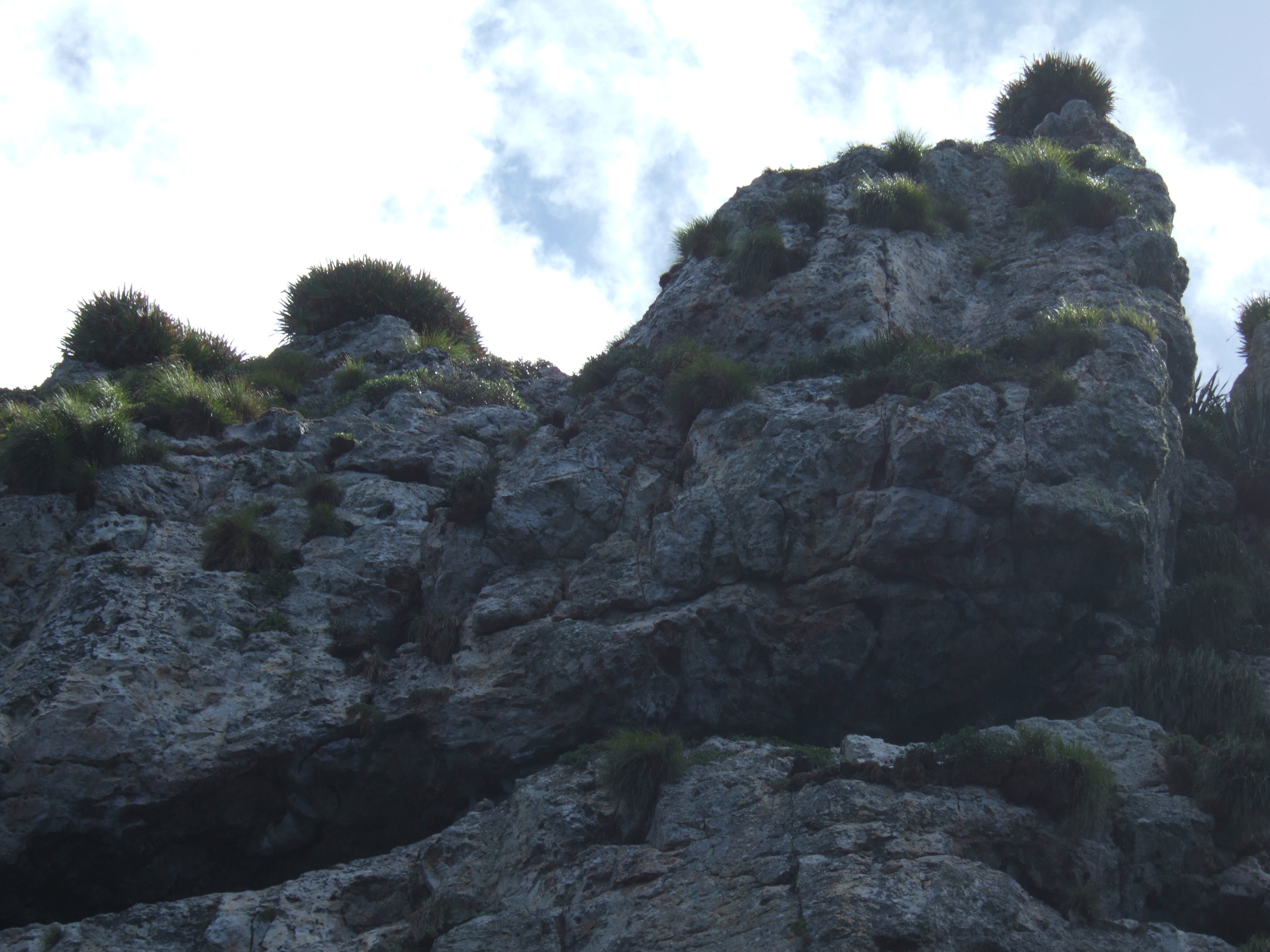 Xeronema callistemon growing on one of the Poor Knights Islands (the large bushy plants on the skyline)