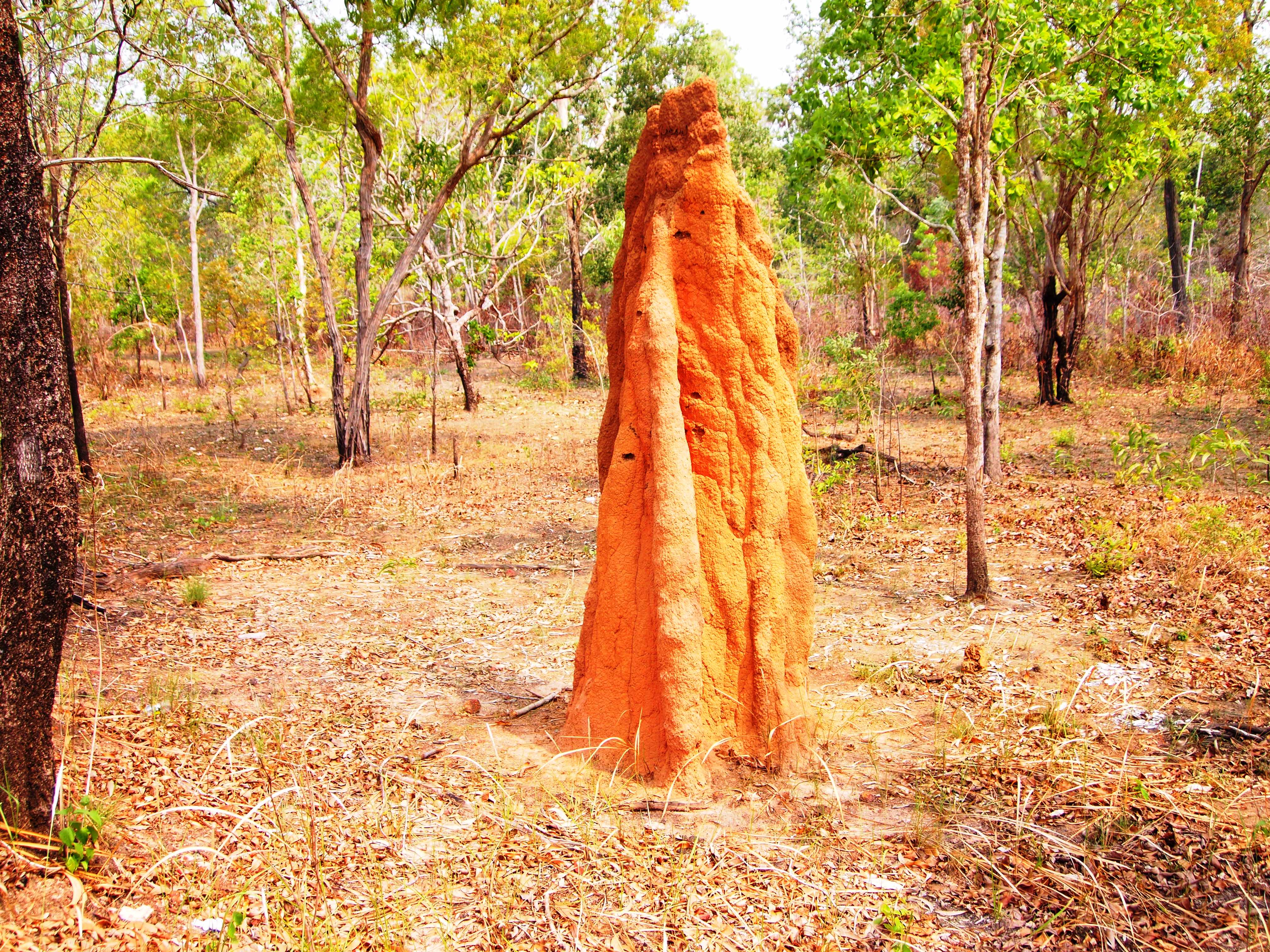 Rumah Semut atau disebut juga musamus merupakan ciri khas dari Taman Nasional Wasur di Merauke, Papua. Bentuknya berupa lapisan tanah yang menjulang tinggi antara 2-5 meter dan dibangun oleh rayap-rayap dengan bahan dasar tanah, tanaman kering, dan air liur rayap sebagai perekat. Walau bentuknya seperti itu namun kekuatannya lumayan kokoh dan tidak mudah runtuh. Jumlahnya bisa ratusan dan tersebar di Taman Nasional Wasur dan mudah terlihat dari jalan raya.