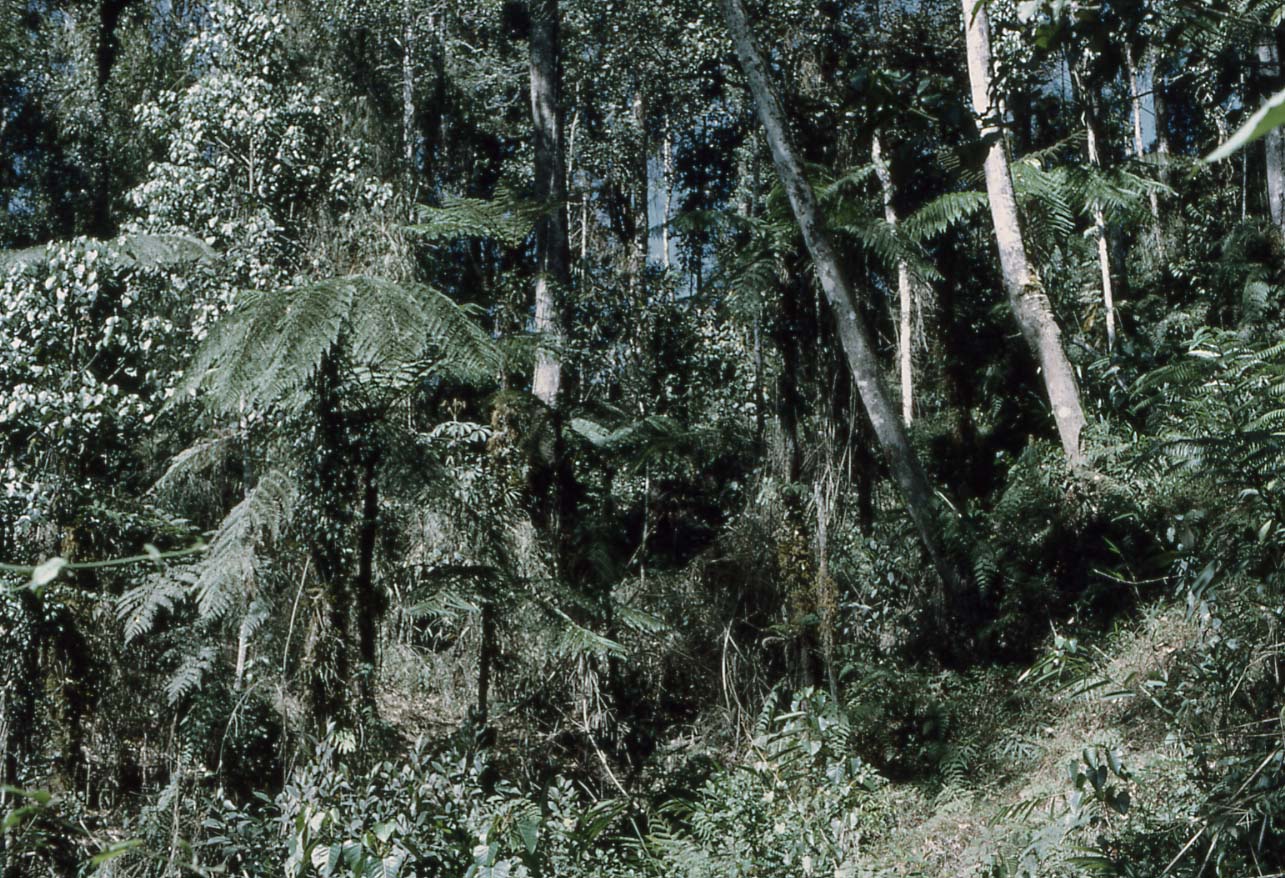 Mid mountain forests / Dense Forest on mountain spurs / Owen Stanley Range, Bulldog Track, PNG