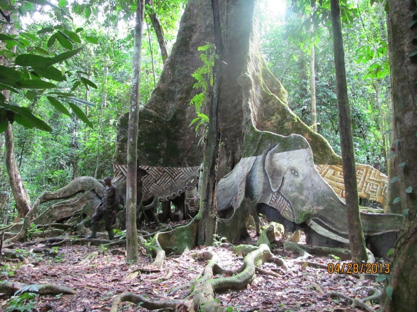 Musée de l'arbre au Parc National de Campo Ma'an