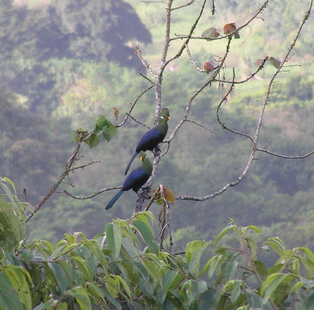 Yellow-billed Turacos Tauraco macrorhynchus on Bioko Island in Equatorial Guinea