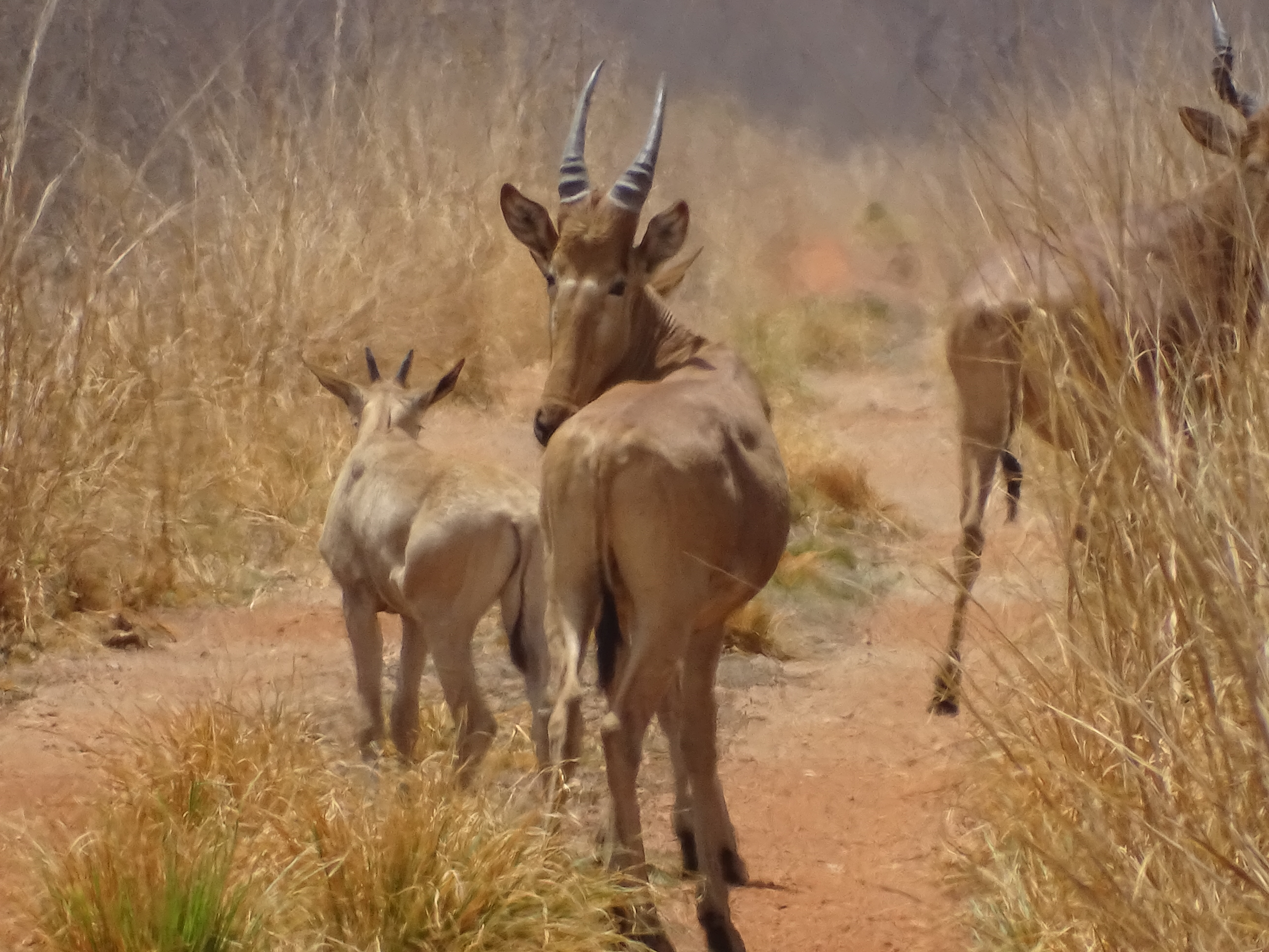 Very fast in the race, the hartebeest can run from 75 km / h on average and up to 90 km / h in peak to escape its predators like lion.