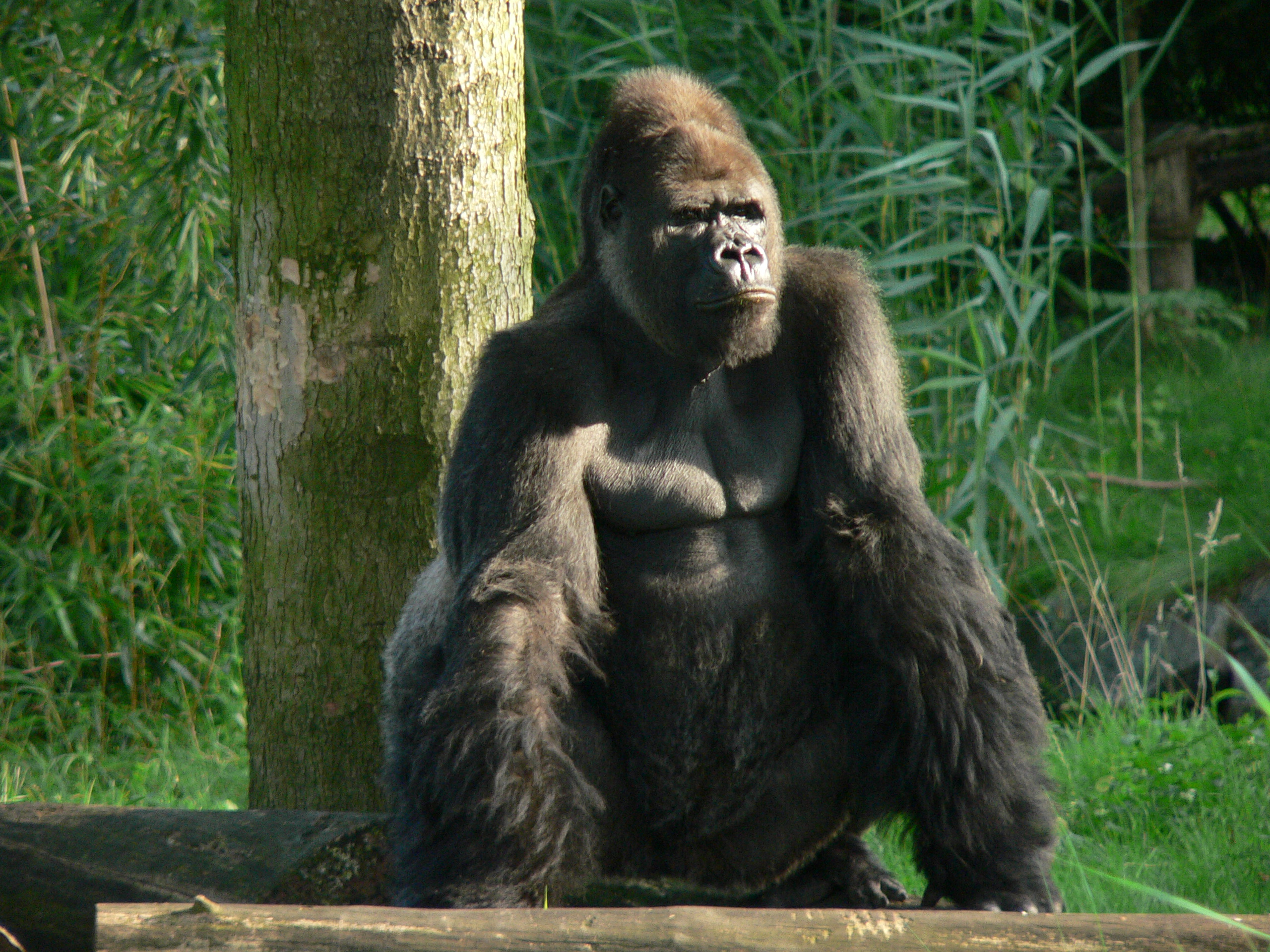 Male silverback gorilla "Gorgo" (*1981) in the Leipzig Zoo.