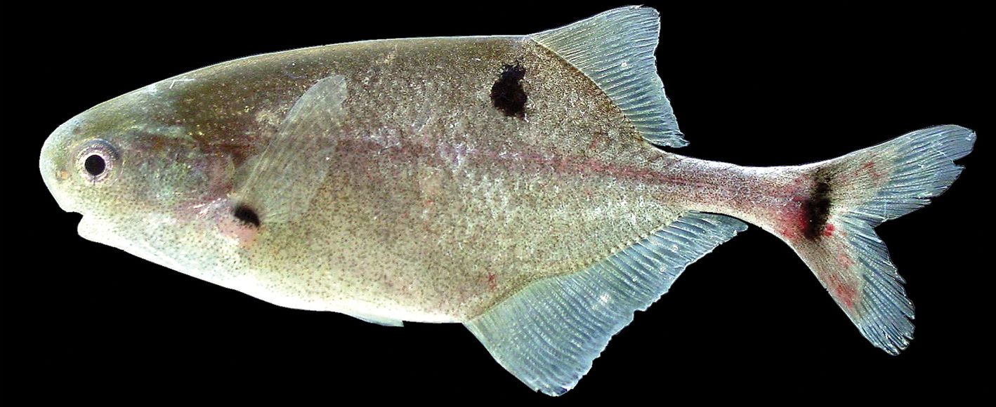 Petrocephalus arnegardi Lavoué and Sullivan, 2014. Paratype from Odzala-Kokua National Park, Congo River, Republic of the Congo