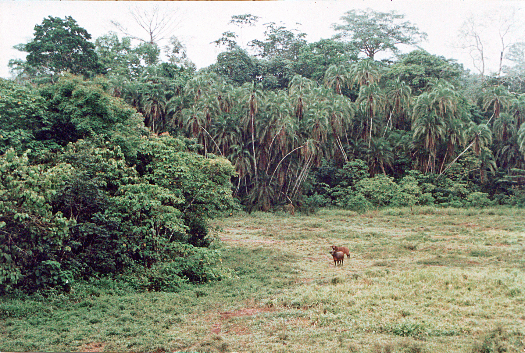 Forest buffalo in Lobéké National Park, East Province, Cameroon