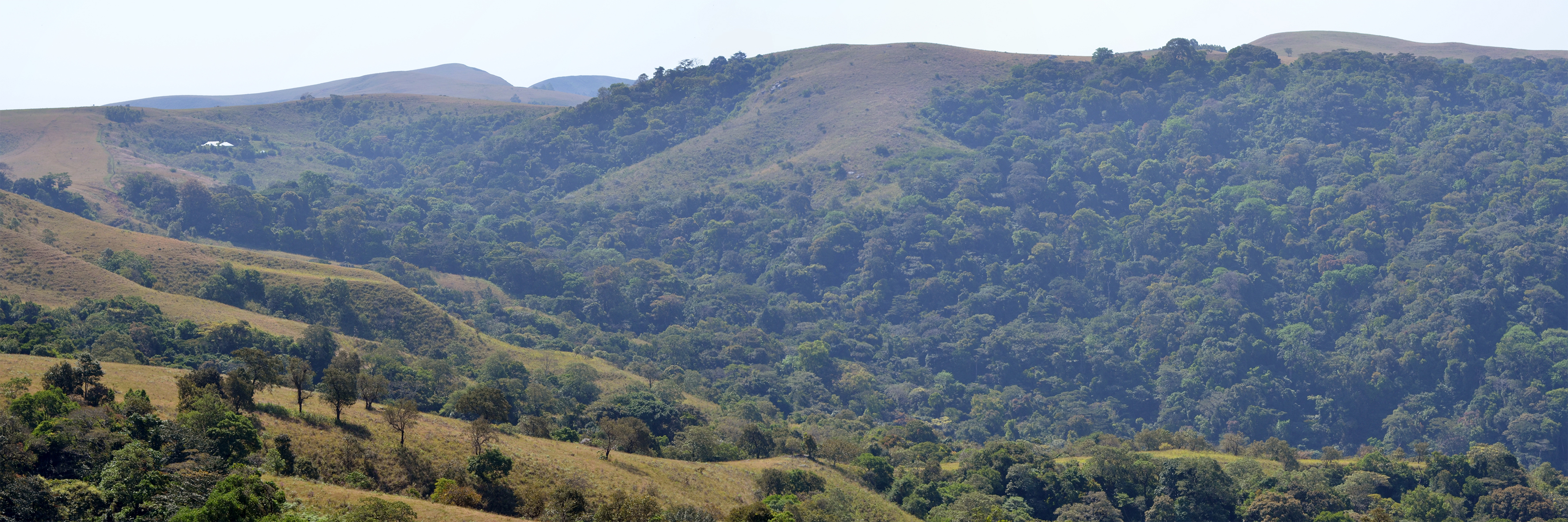 Panorama of the eastern edge of Ngel Nyaki Forest Reserve on the Mambilla Plateau, Taraba State, Nigeria